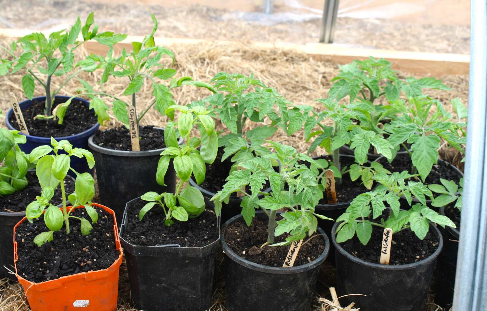 healthy tomato seedlings