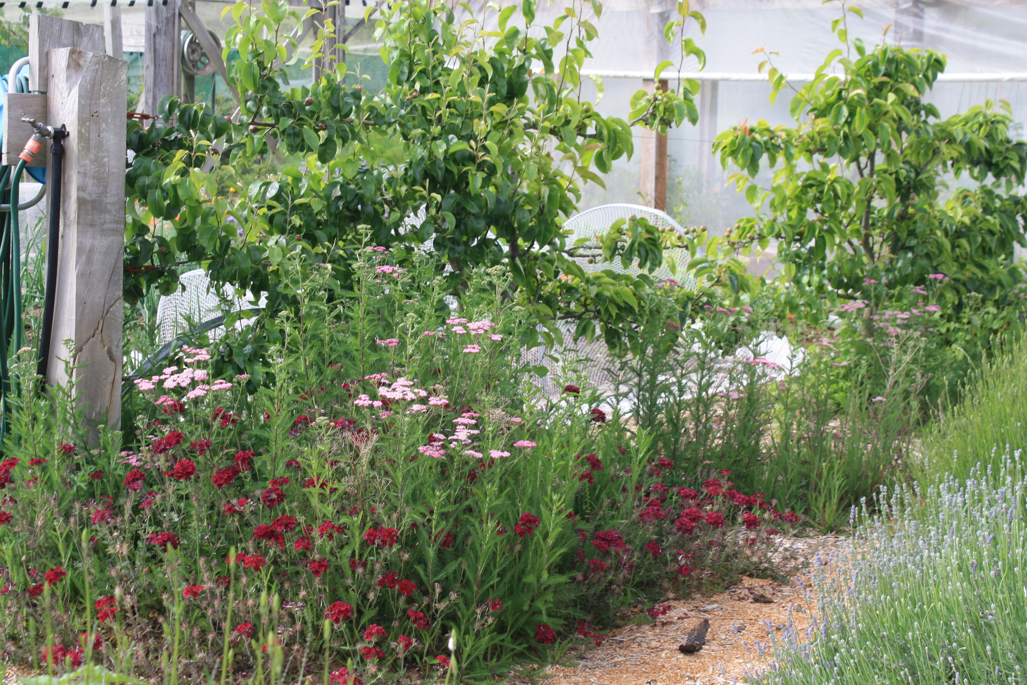 yarrow, lemon balm, verbena and lavendar cover the ground beneath the nashi pear espalier