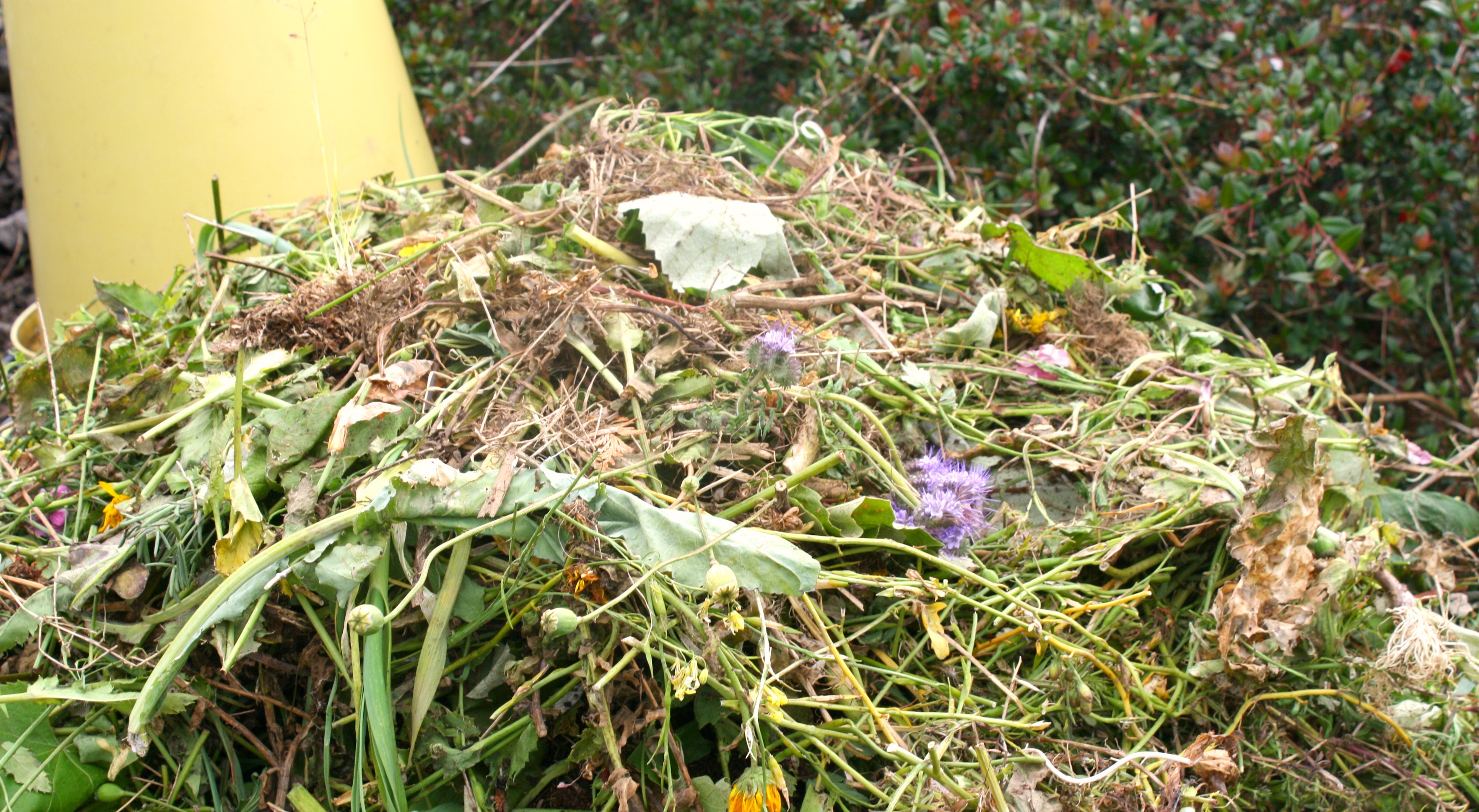July In The Vegie Patch + Chooks In The Greenhouse