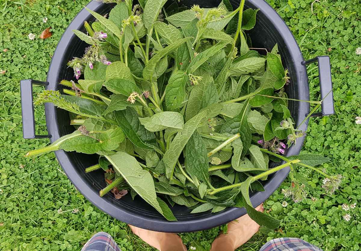 How-to-make-liquid-feed-a-bucket-full-of-comfrey-Ediblebackyard-NZ