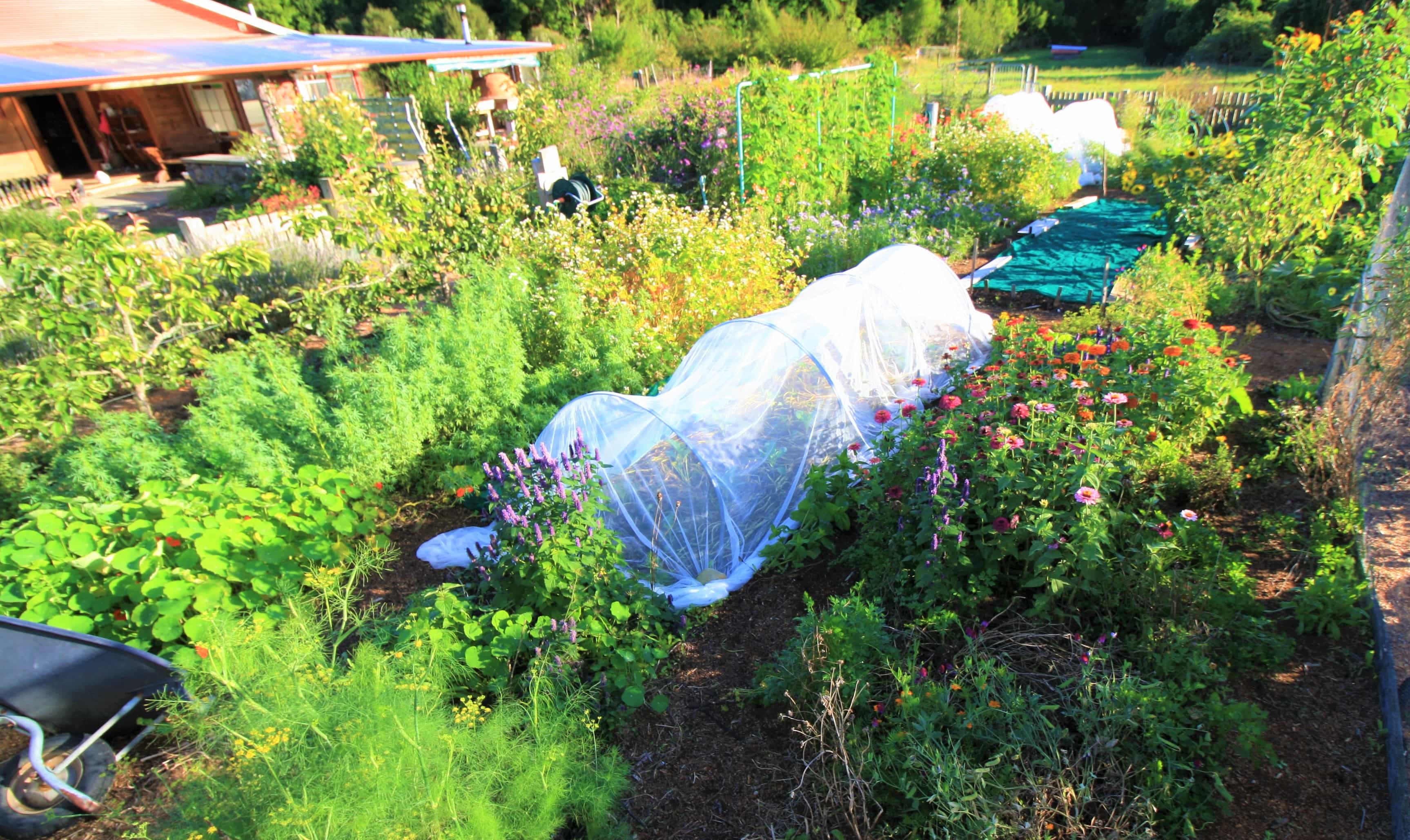Beautiful sunshine photo of Edible Backyard with a cloche net over the brassicas