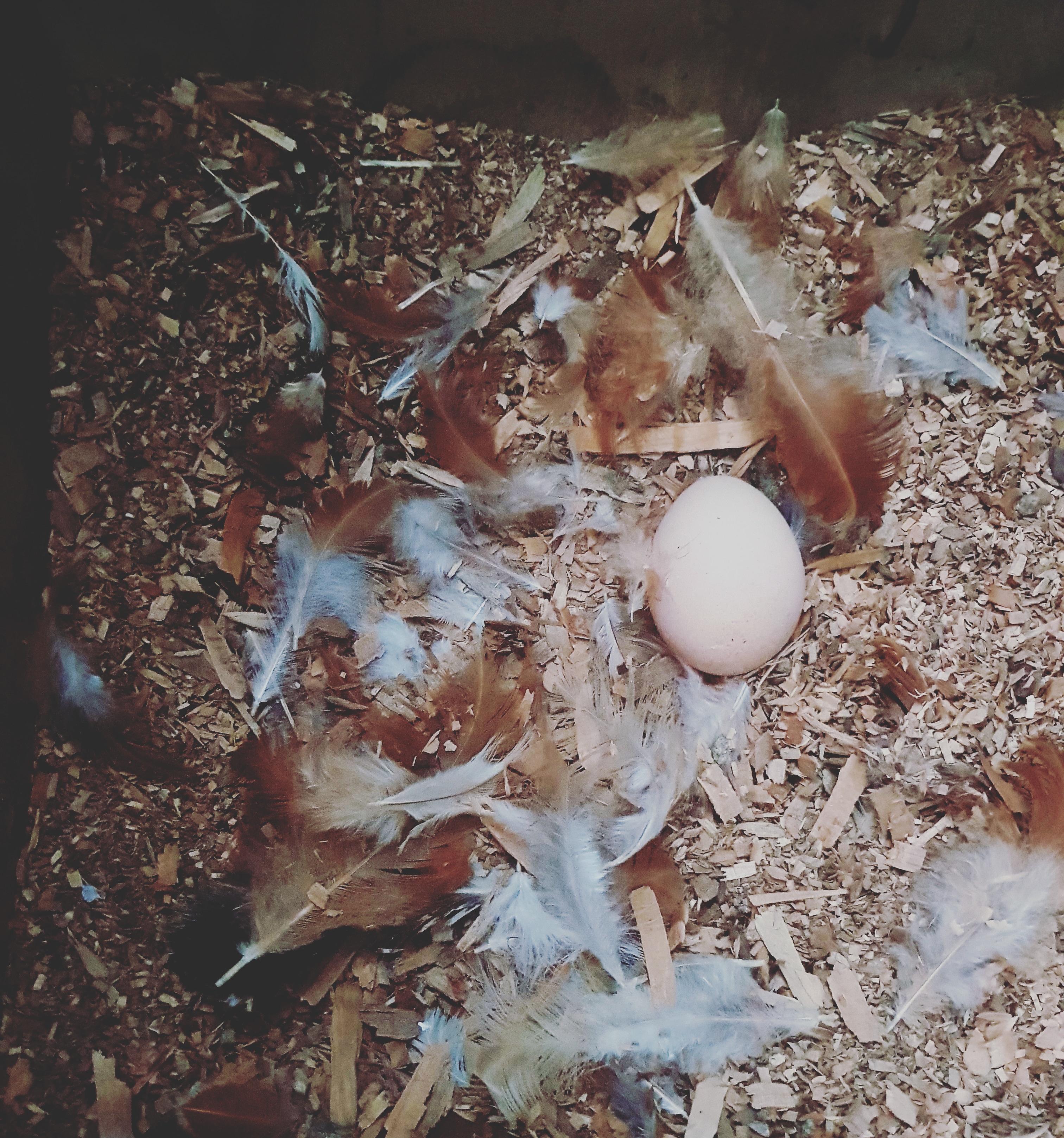 moult