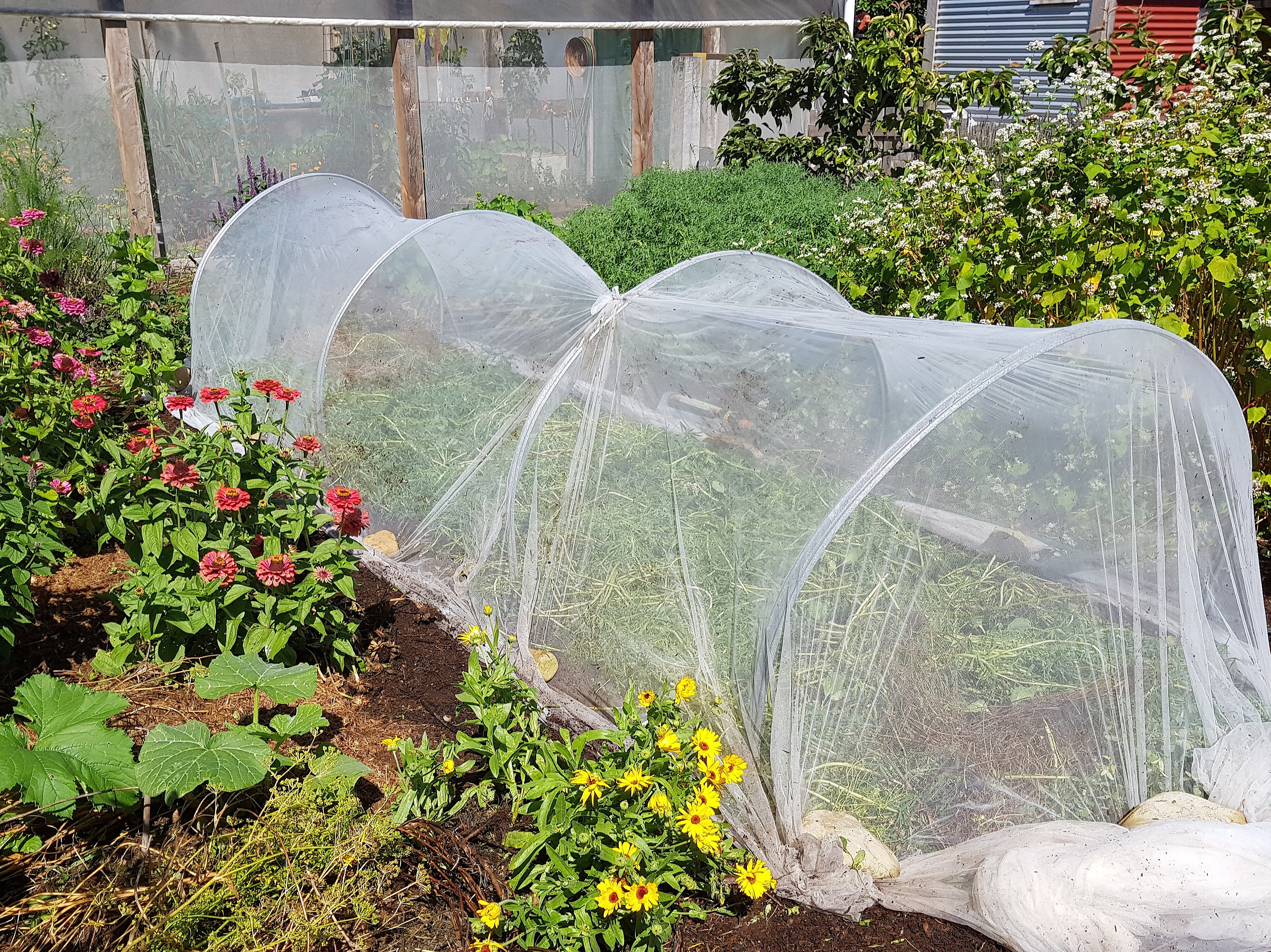 February planted brassicas under insect mesh