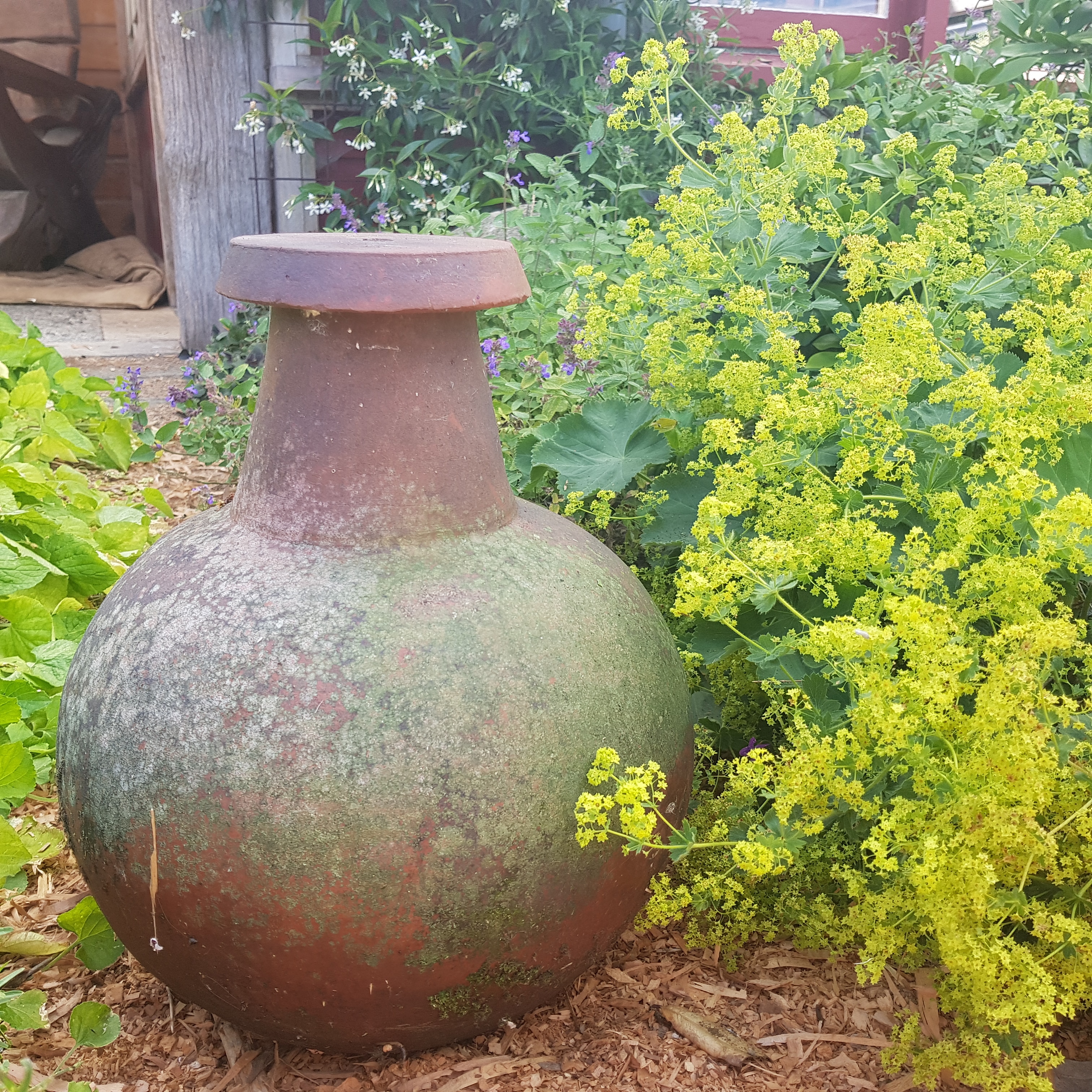 ola pot