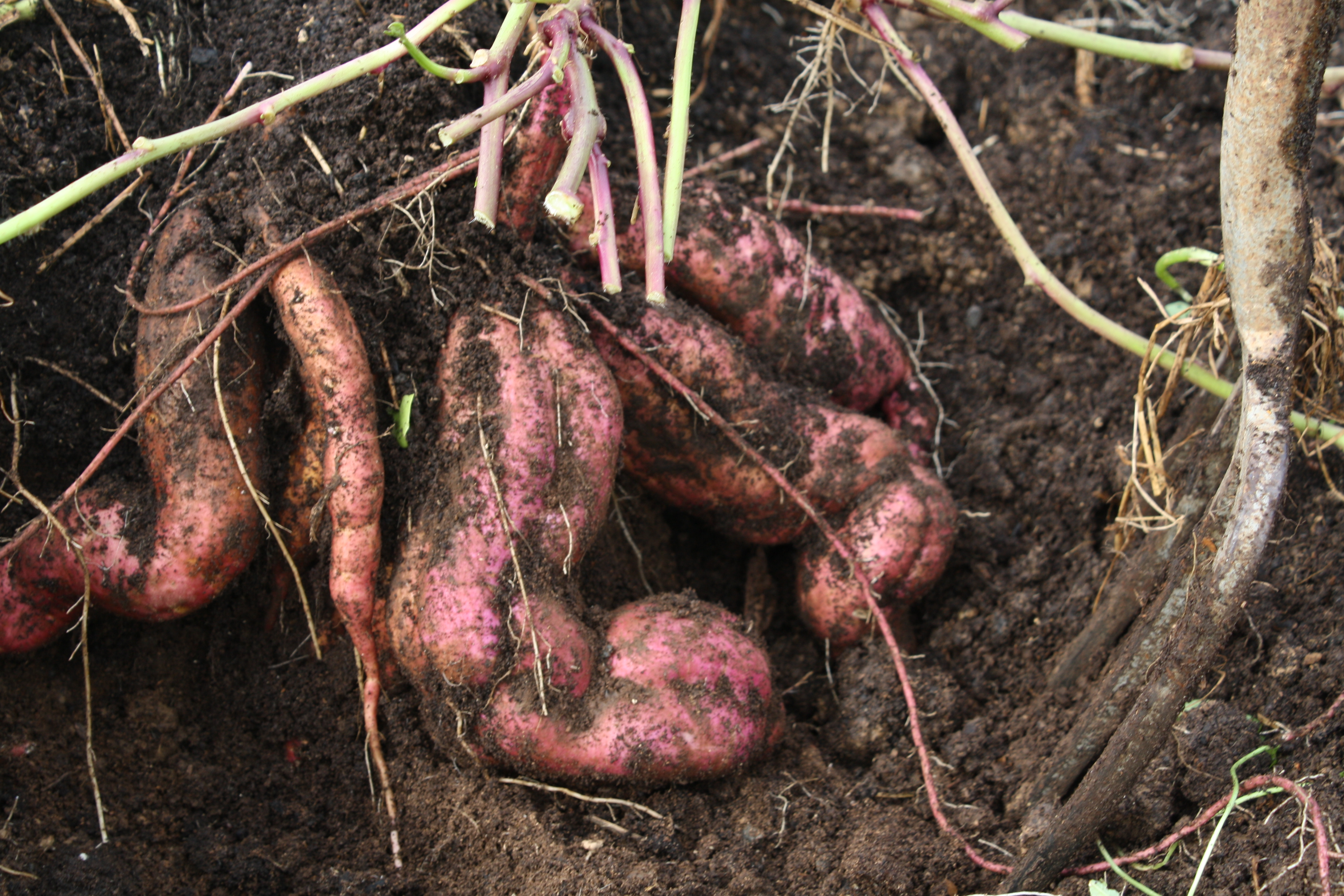 kumara