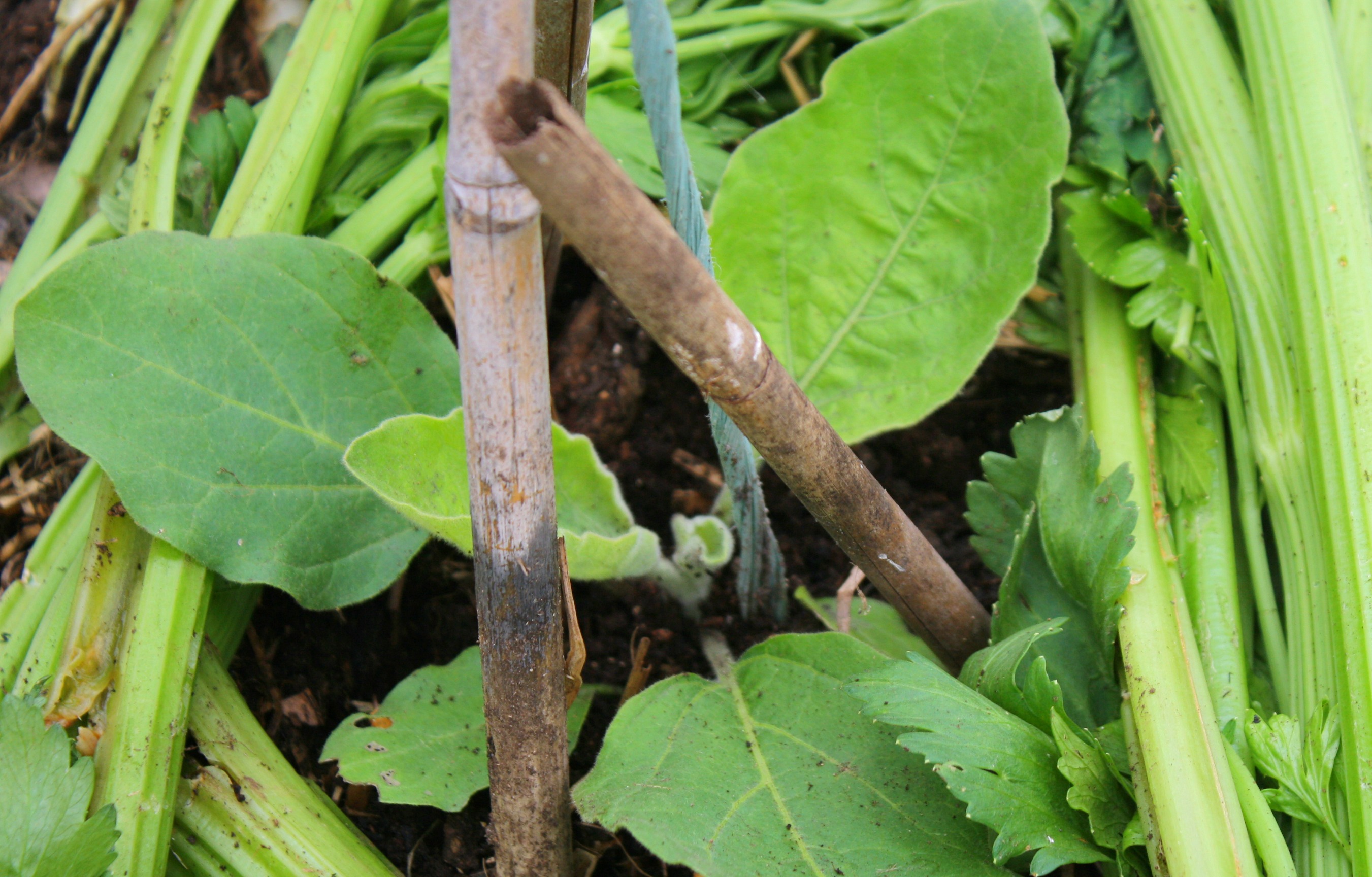 eggplant seedling
