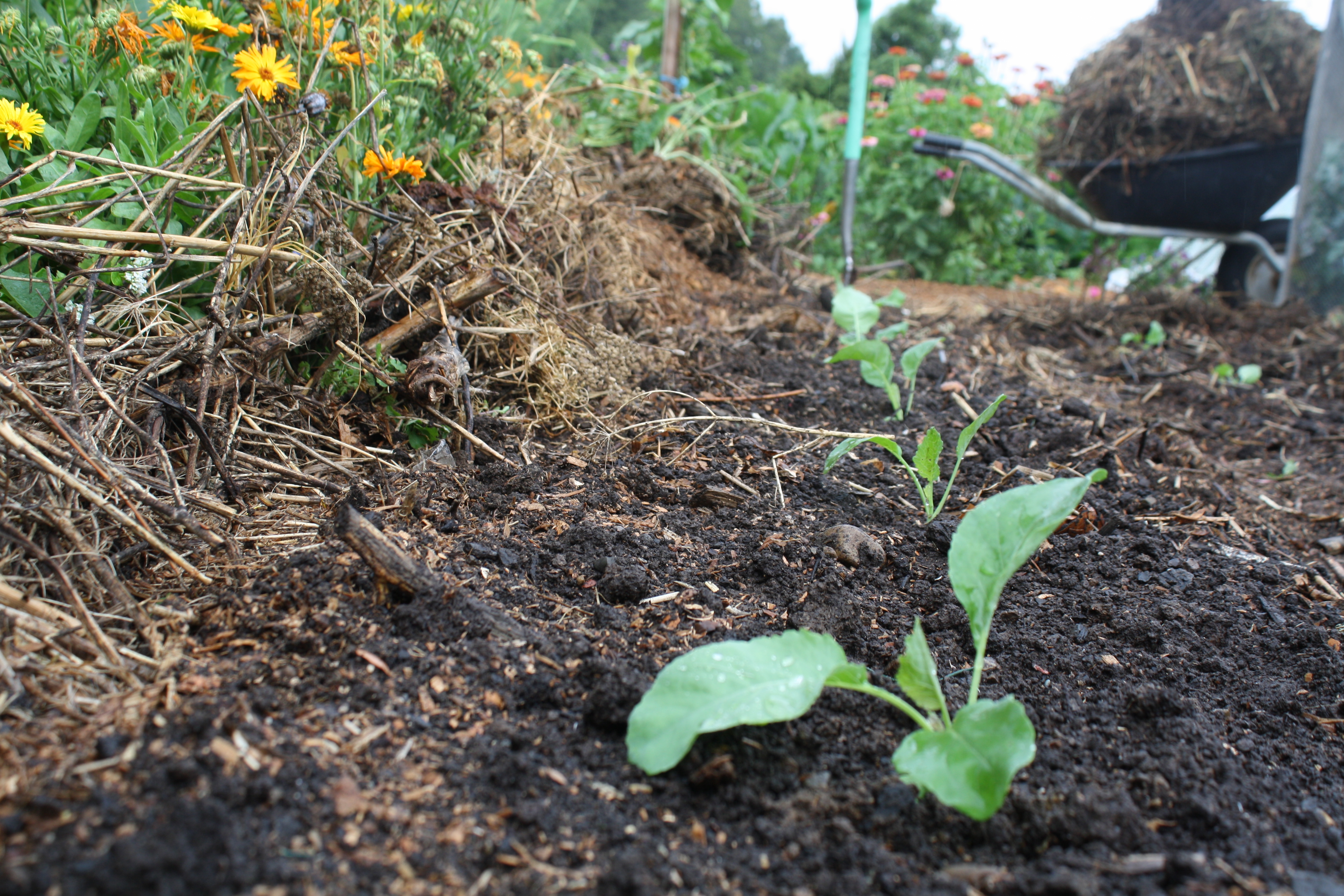 Broccoli seedlings