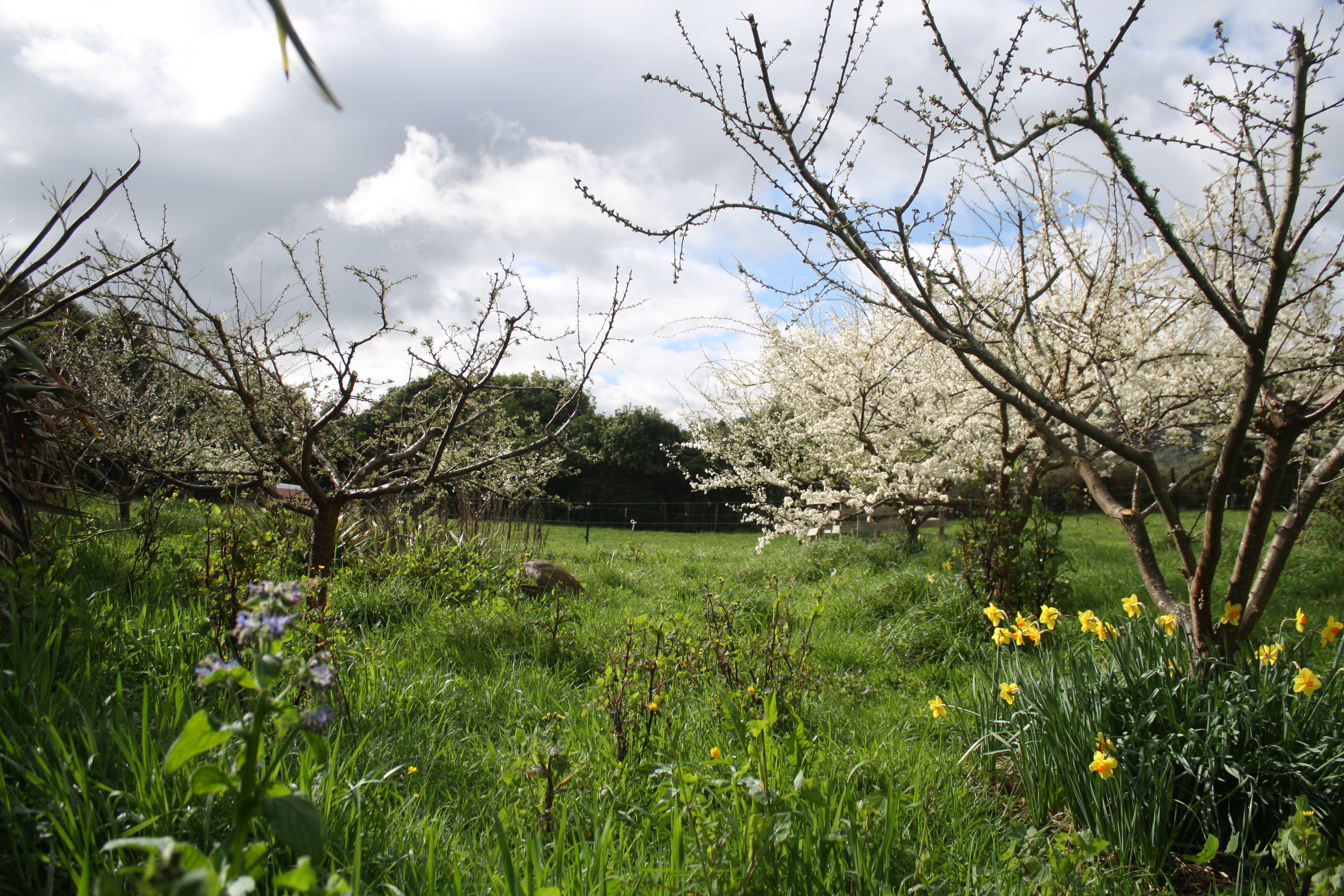 plum trees coming into blossom