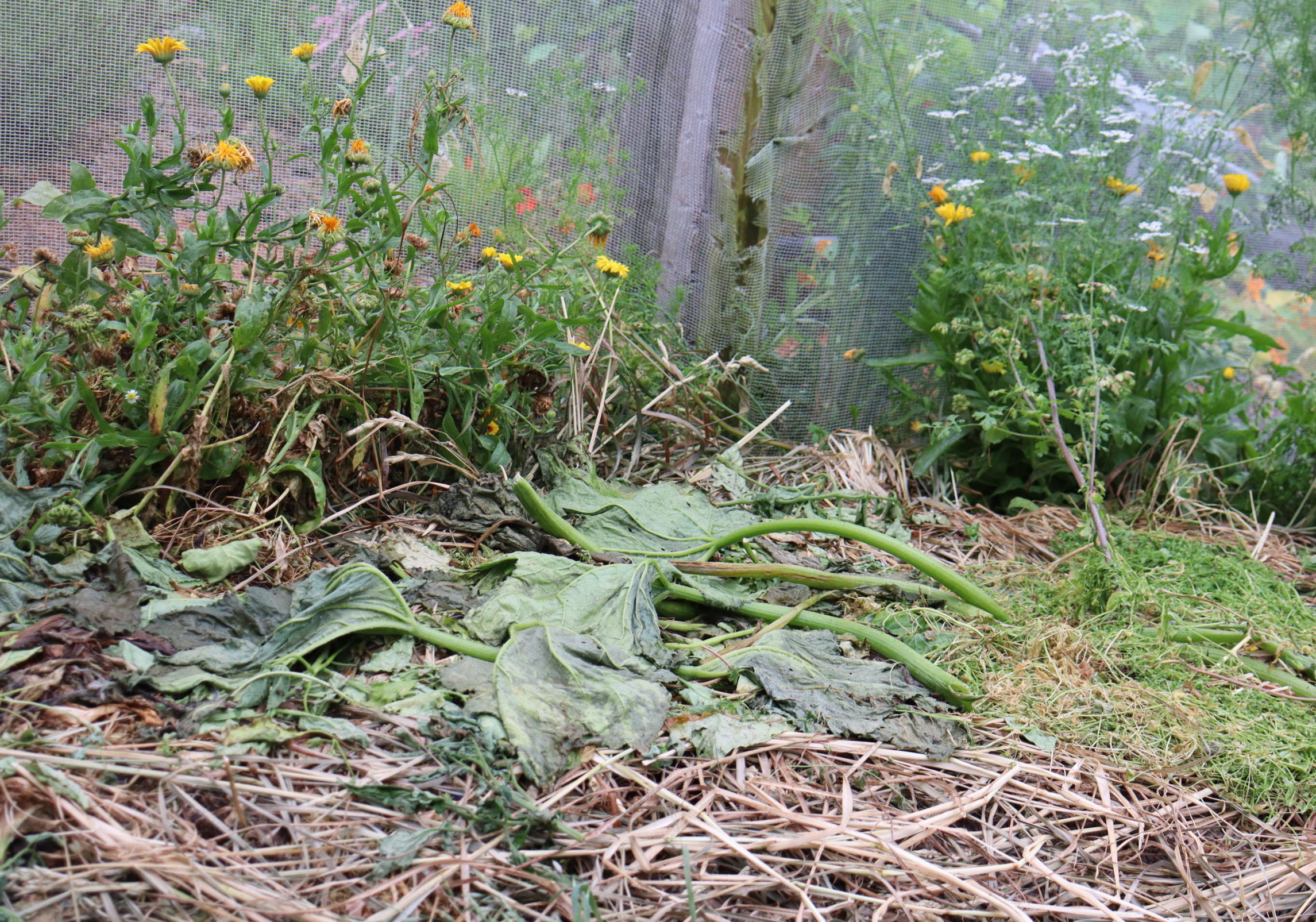 use mildewed leaves for mulch, soil life will sort them out