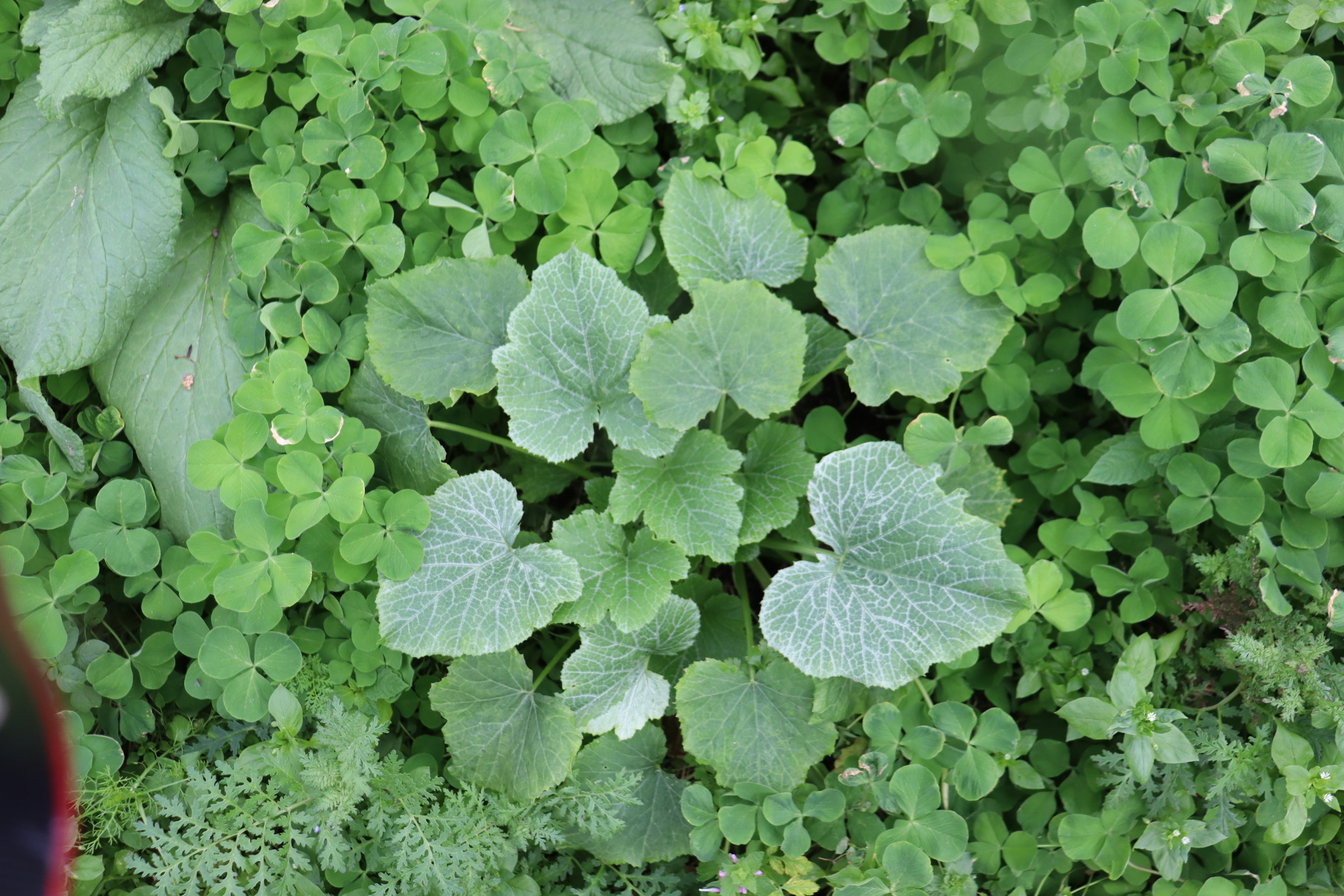 ronde de nice squash underplanted with living mulch of crimson clover, chickweed and phacelia