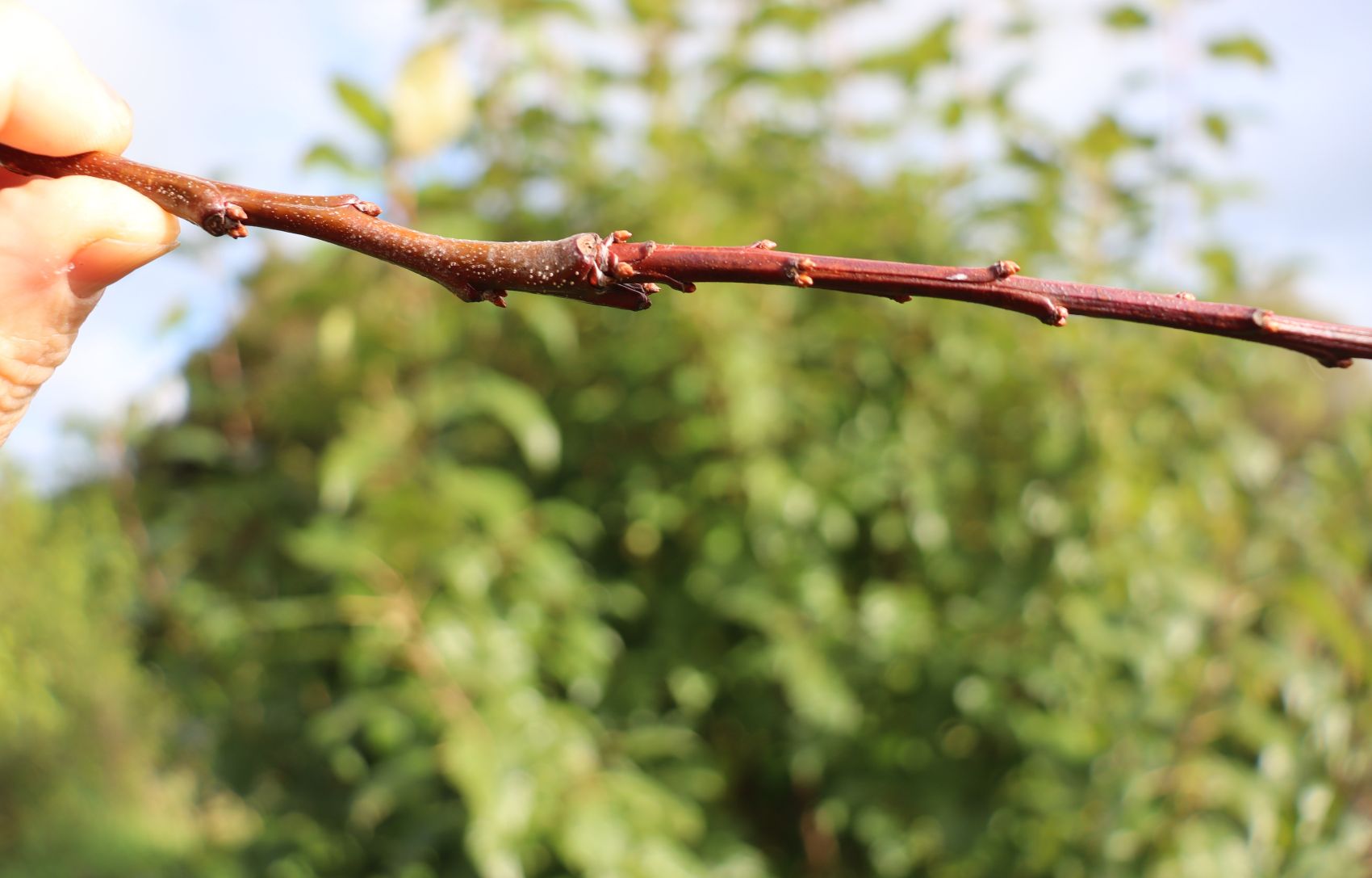 July's Fruit Tree To-Do List