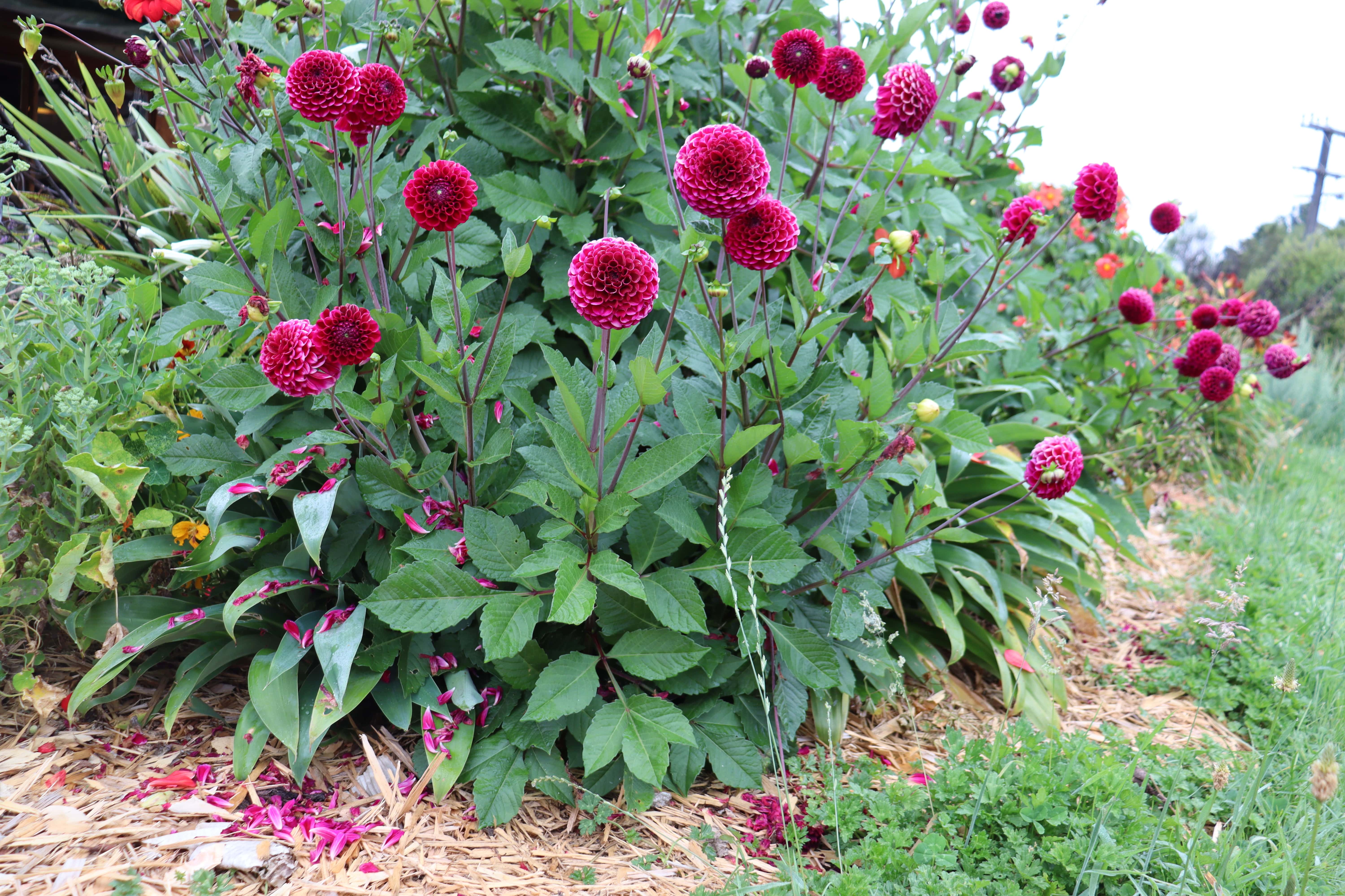 Magenta dahlias flower summer and autumn