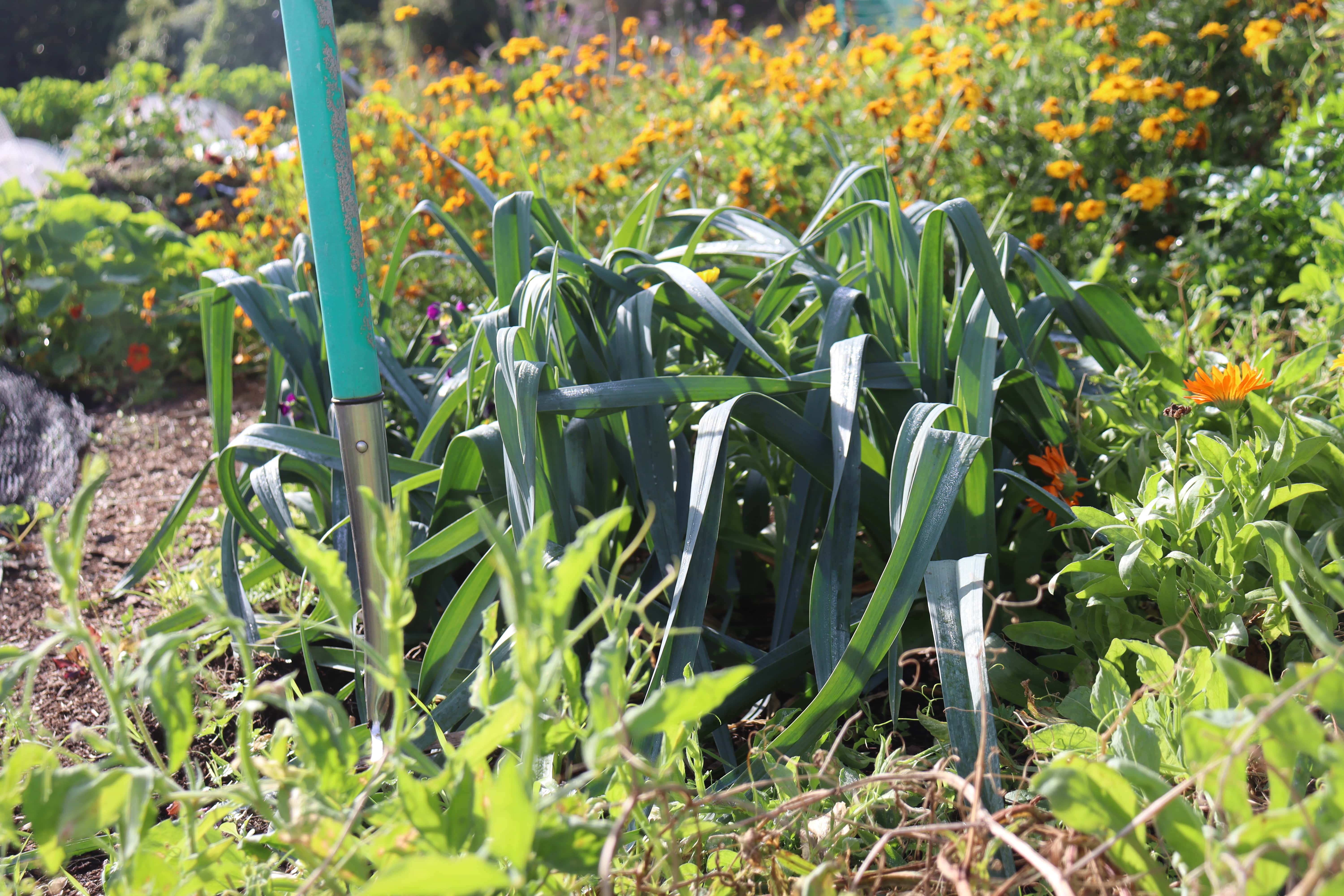 The garden fork stays by the leeks to make harvest easy