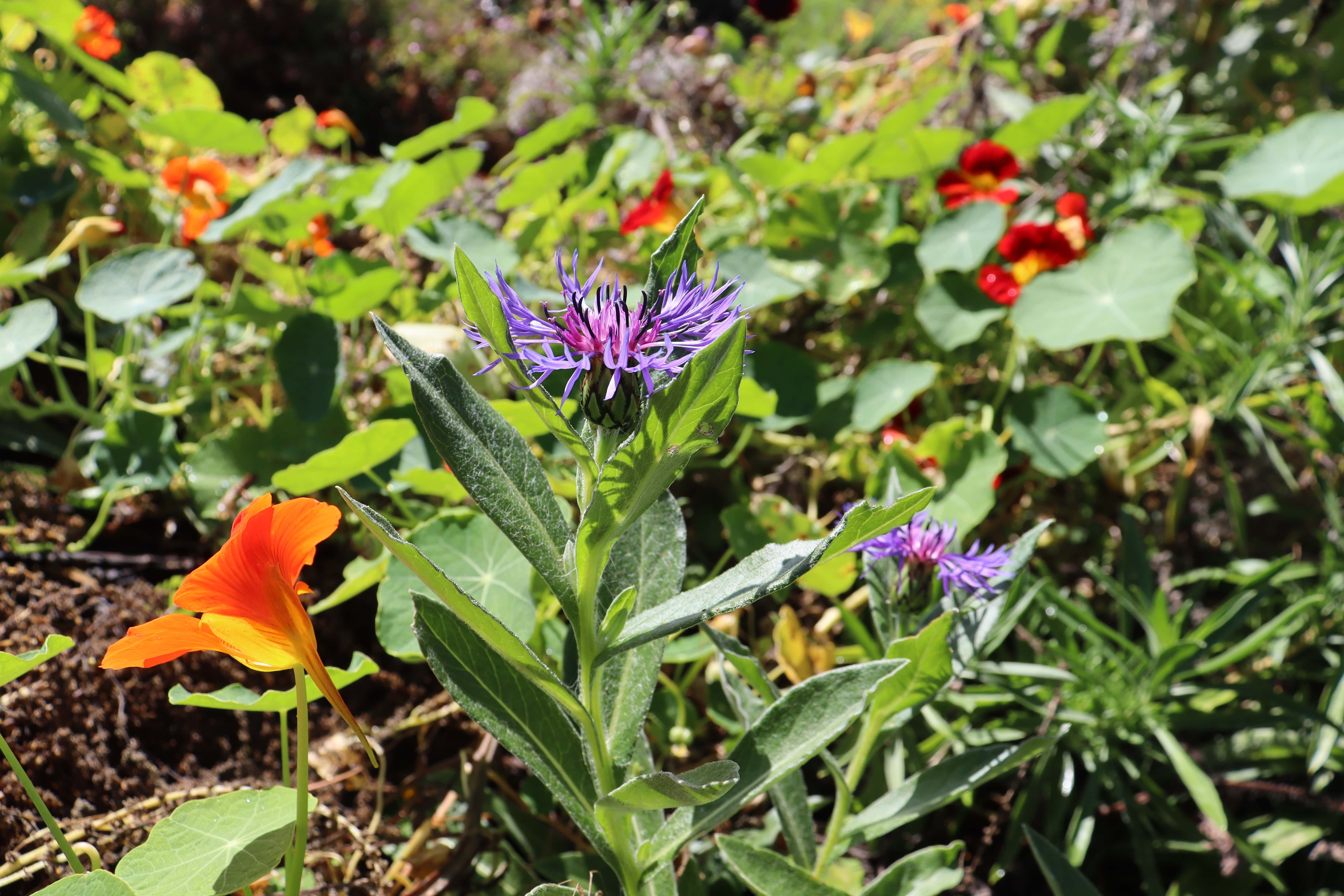 Perennial cornflowers looks gorgeous with orange nasturtiums