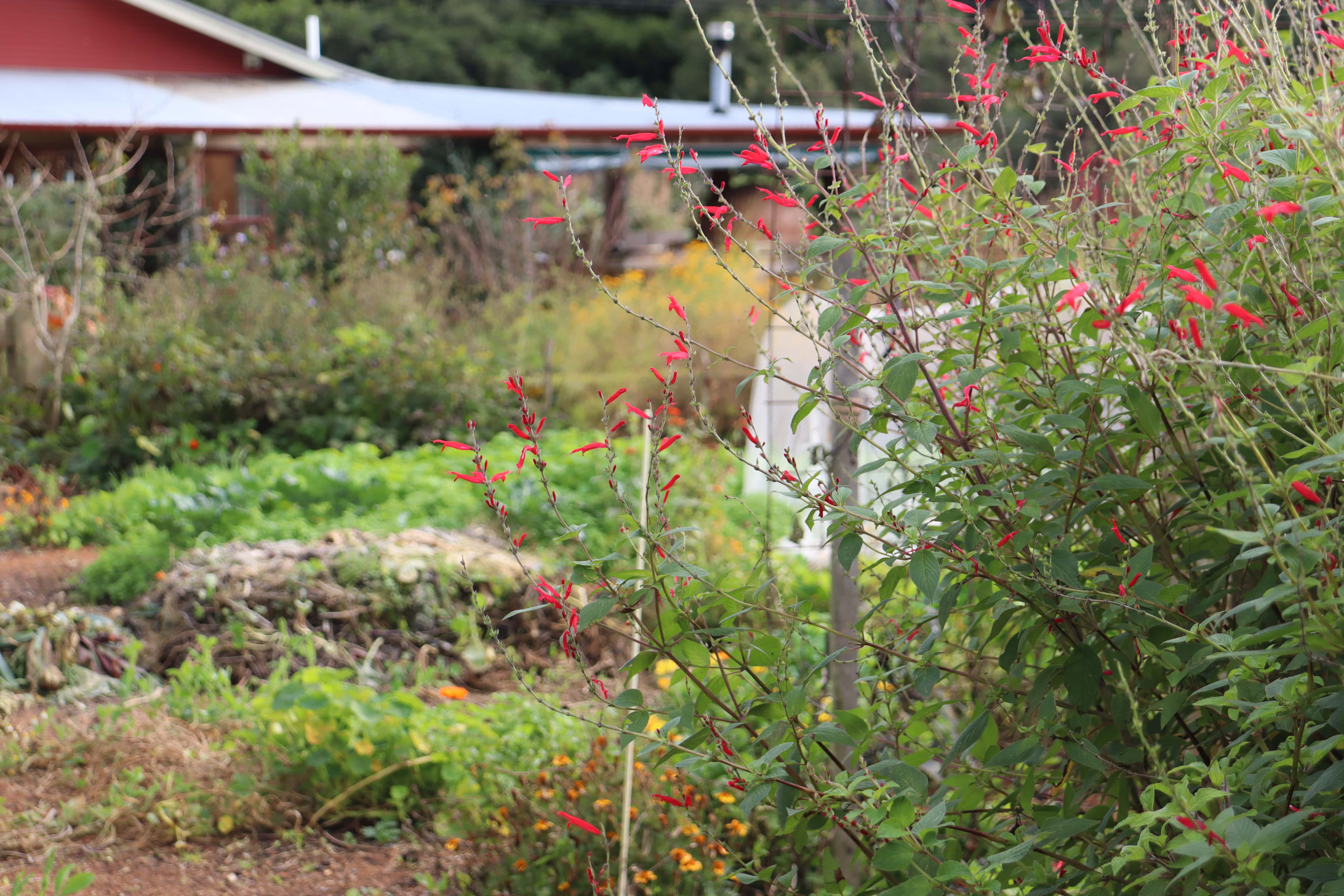 Pineapple sage makes an excellent wind shelter for the vegie patch
