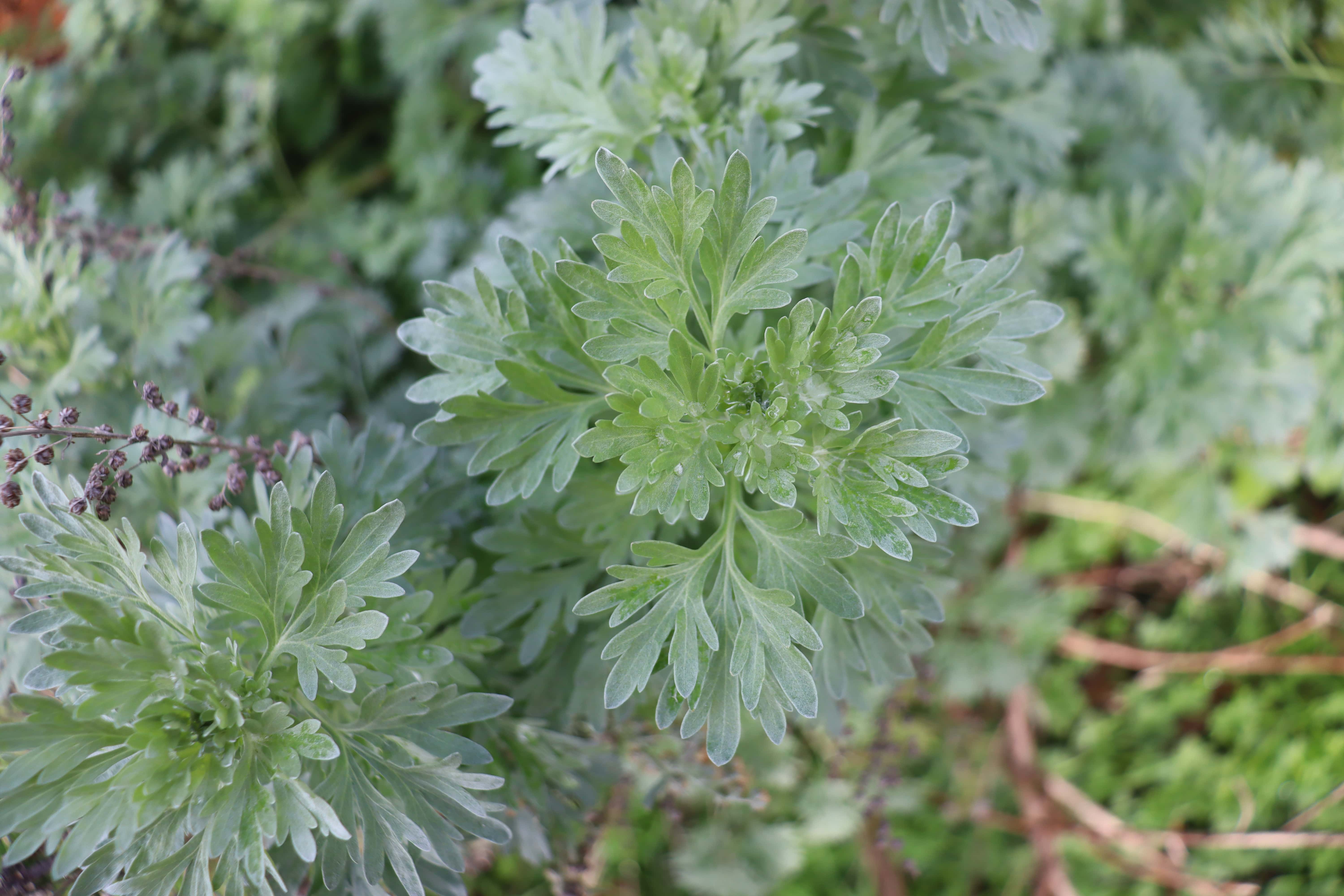 Wormwood has soft grey foliage