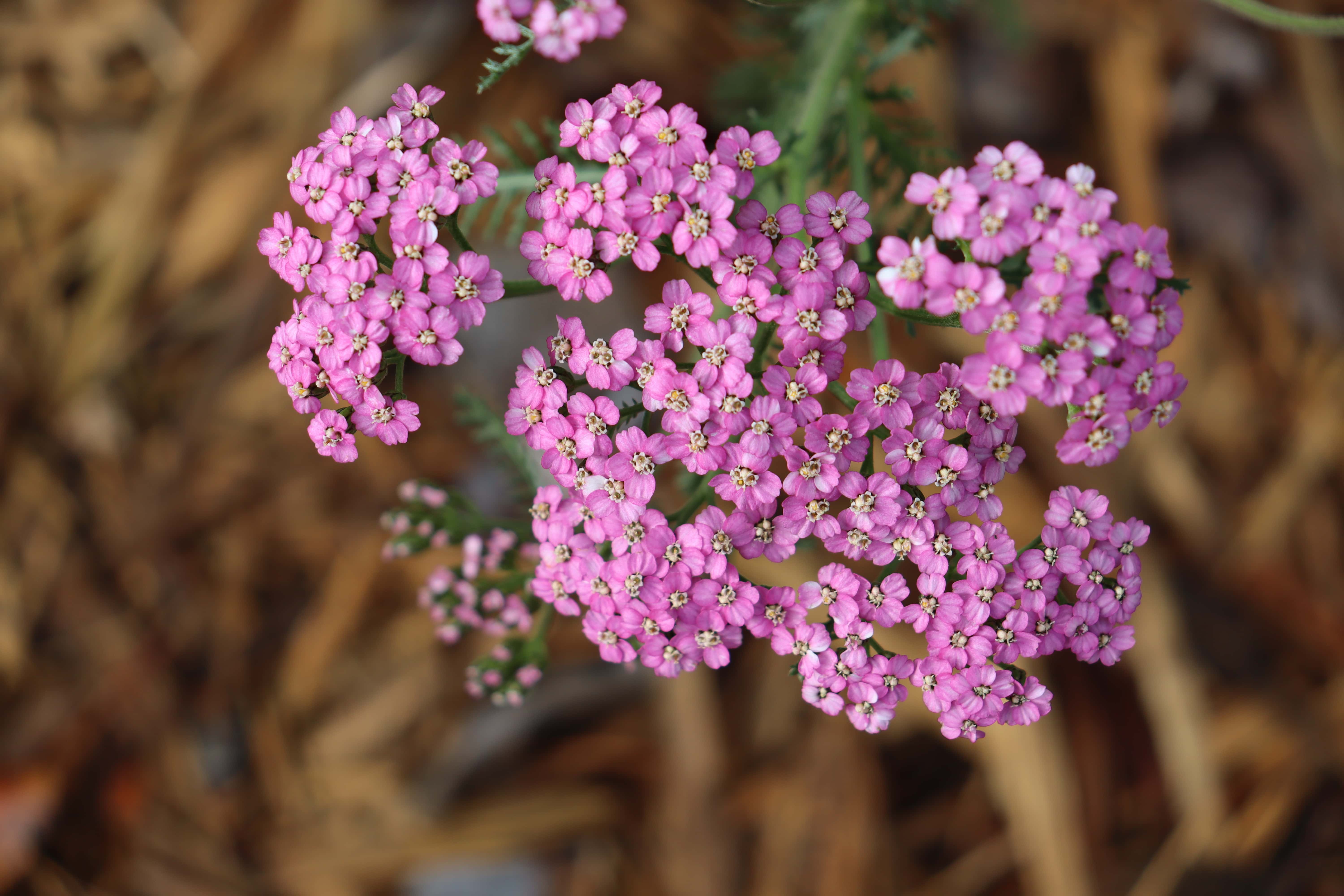 Yarrow