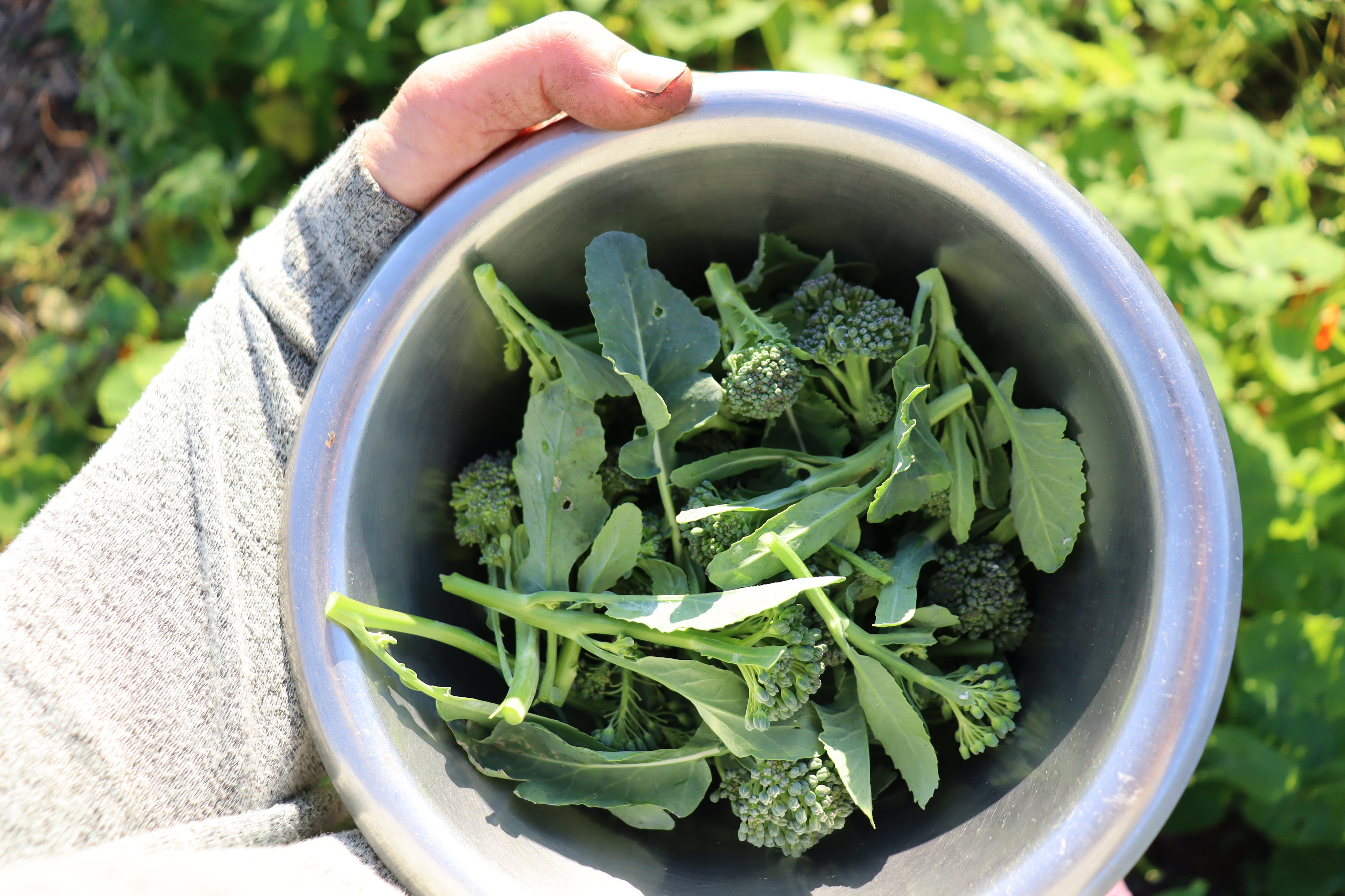broccoli shoots - such a useful harvest
