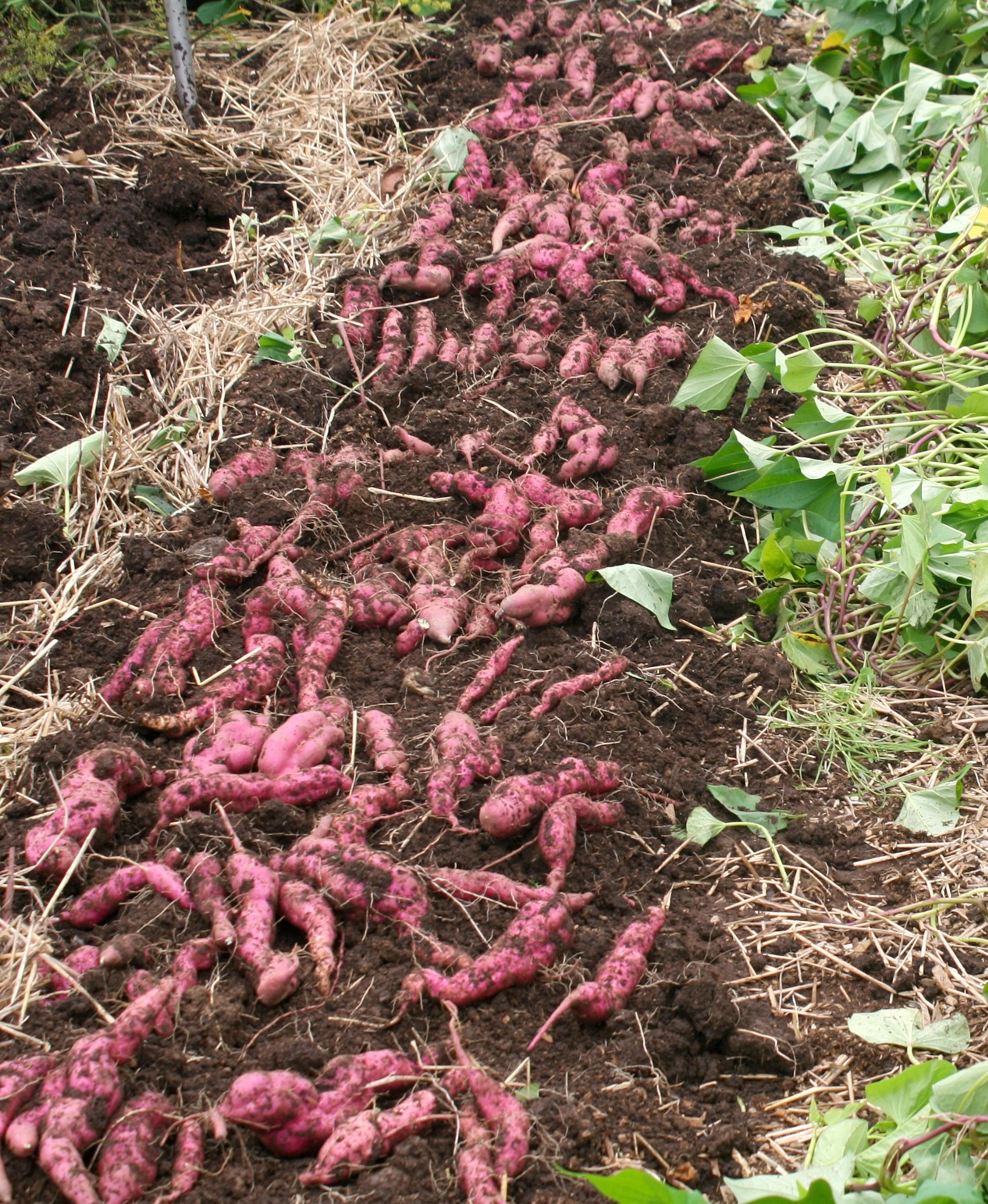 the kumara is up and ready to cure