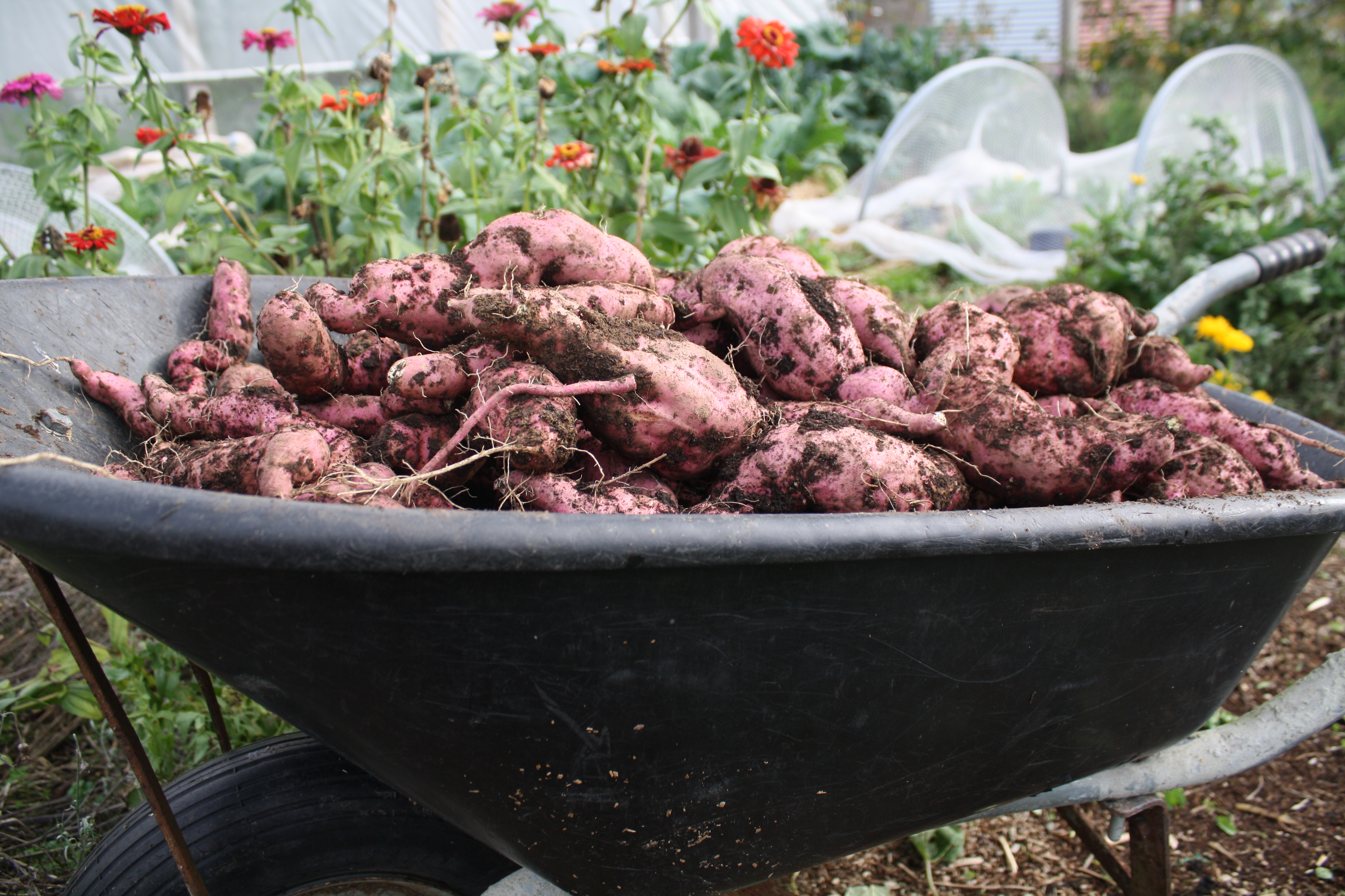 kumara harvested, ready for curing
