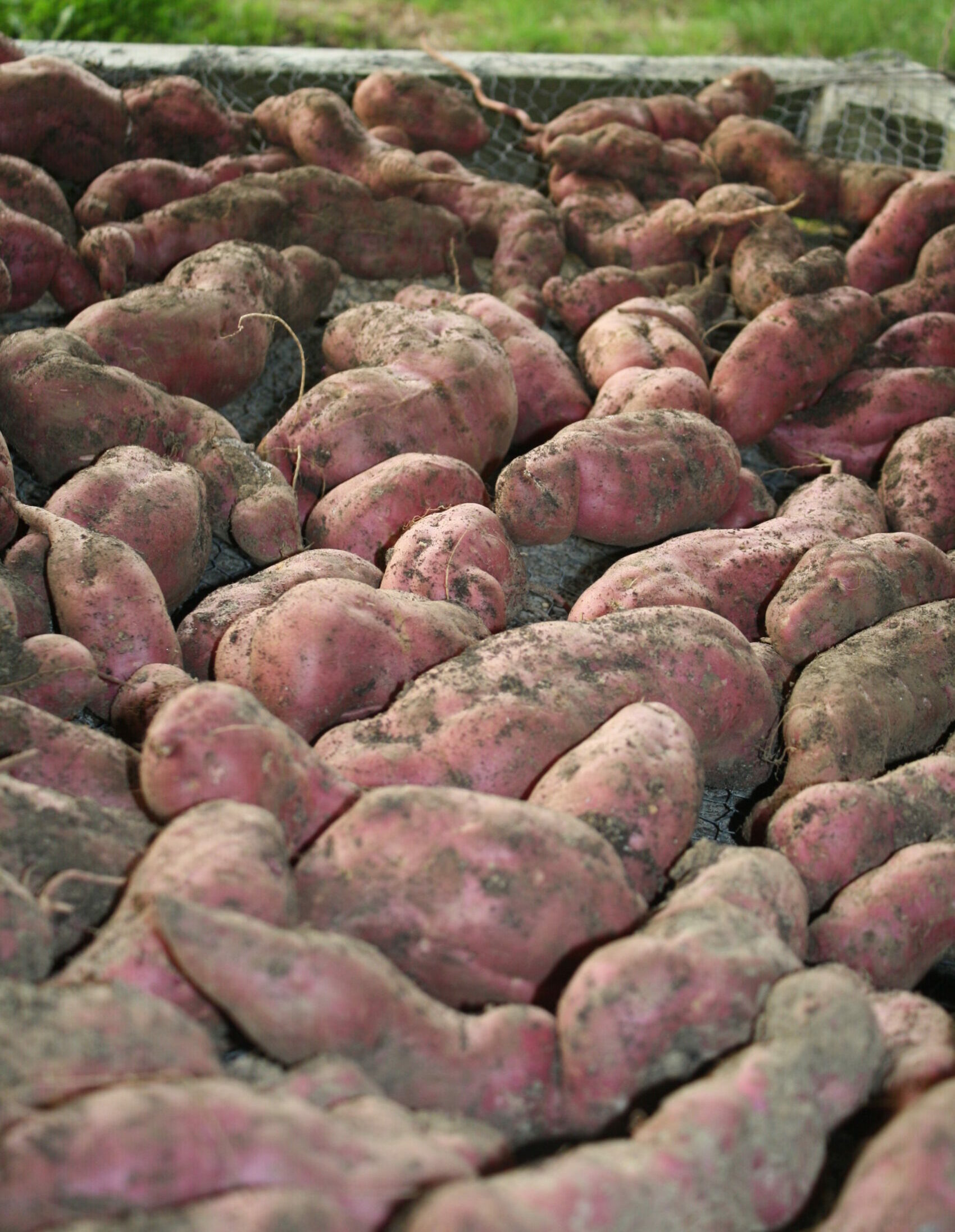 kumara curing on a wire rack