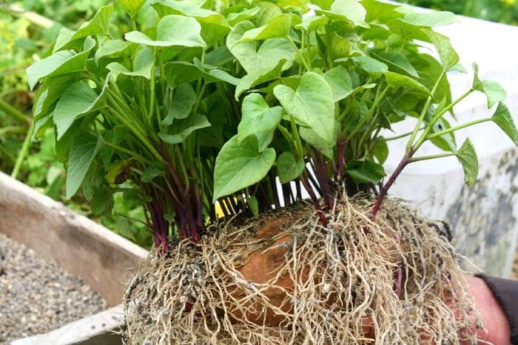 Kumara mother with shoots ready to peel off and plant