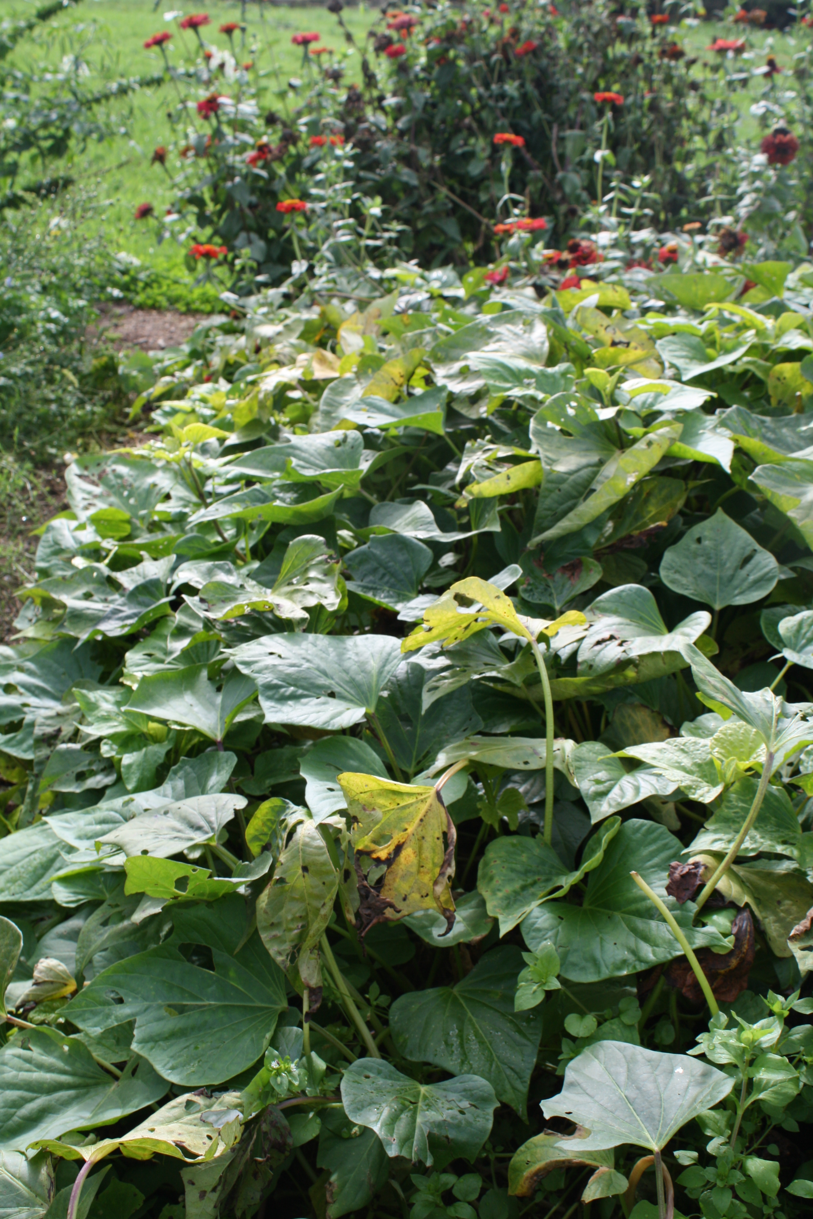 The kumara bed before harvesting
