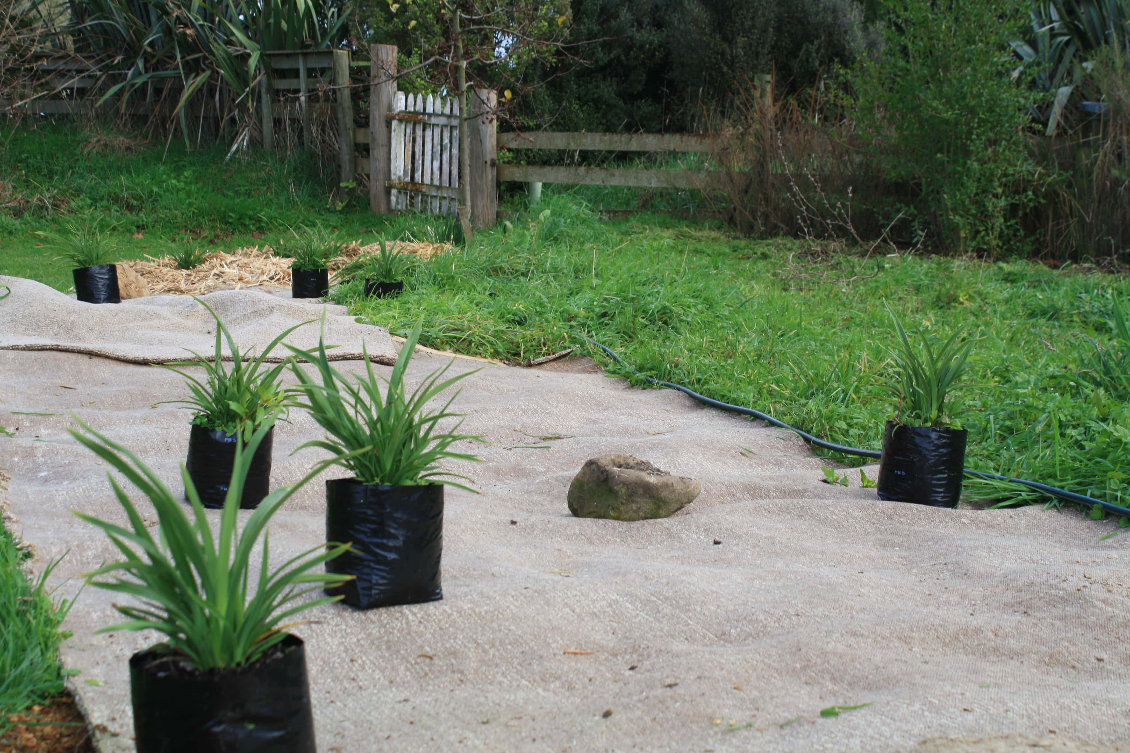 Emerald gem flaxes laid out in situ before digging holes and planting
