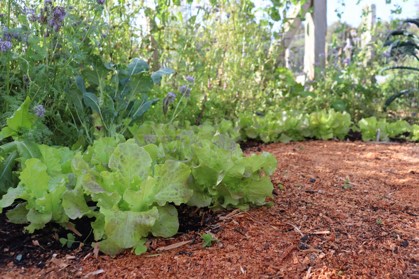 vincents lettuce on the picking edge in front of brocolli