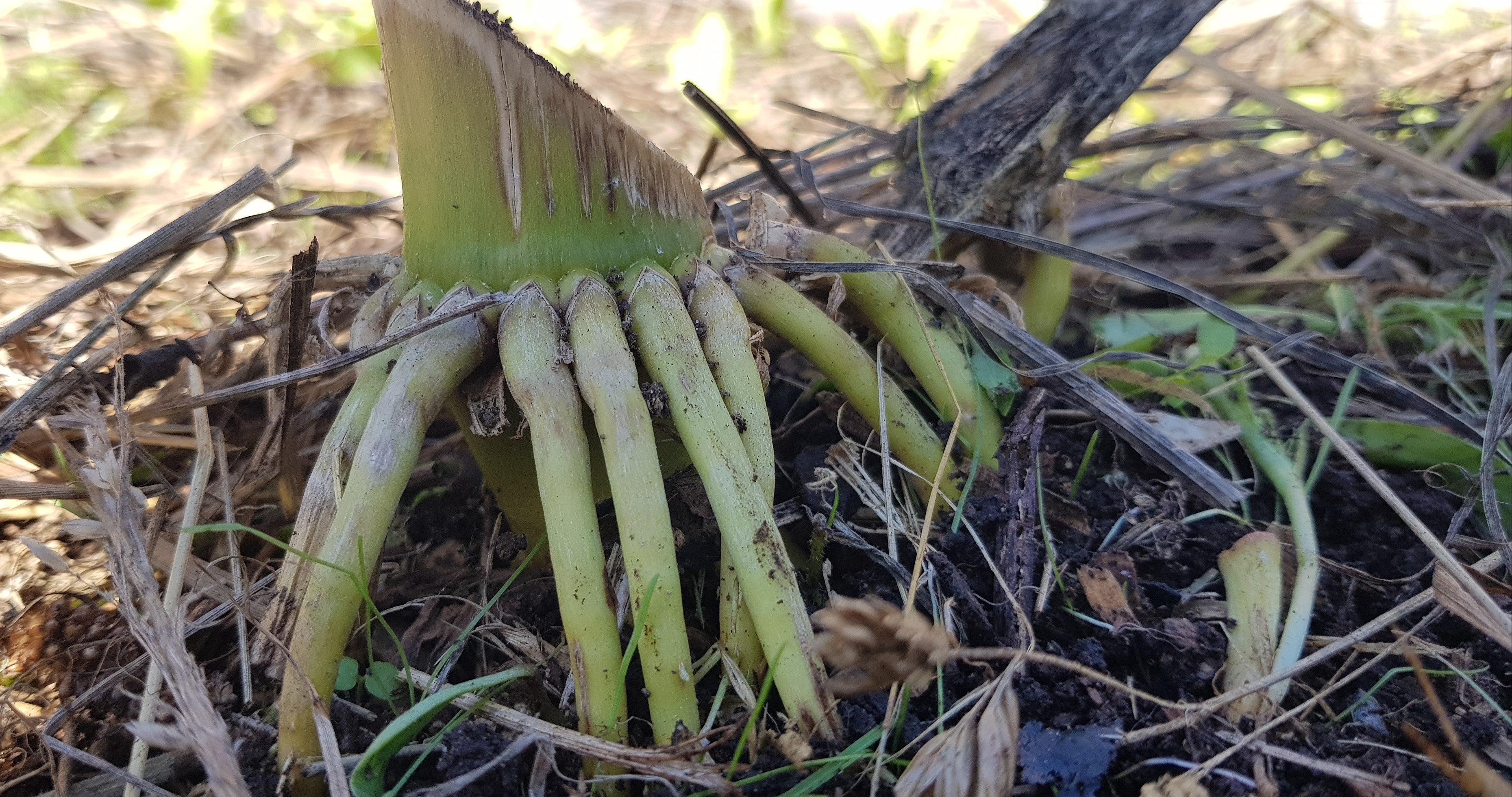 Leave corn roots in the ground to stabilise soil ediblebackyard NZ
