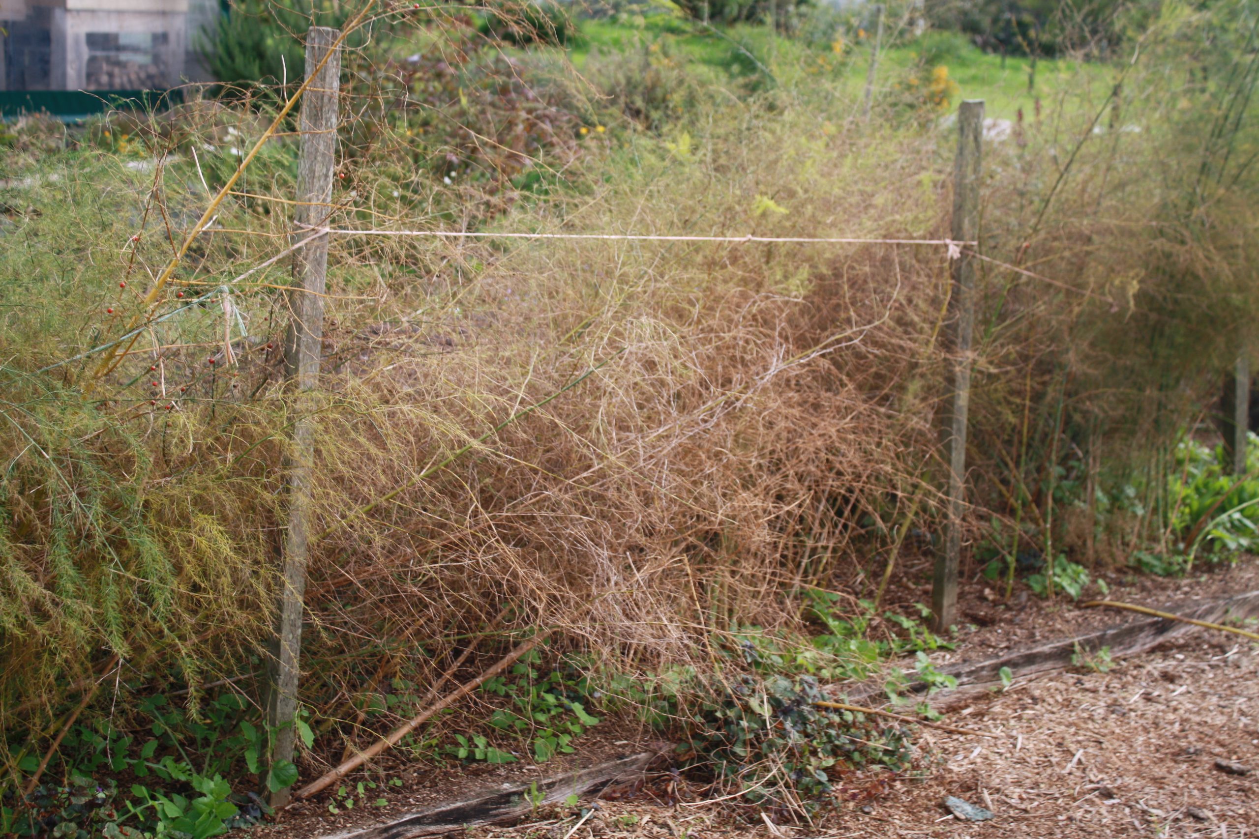 The asparagus canes have died right off and are ready to remove