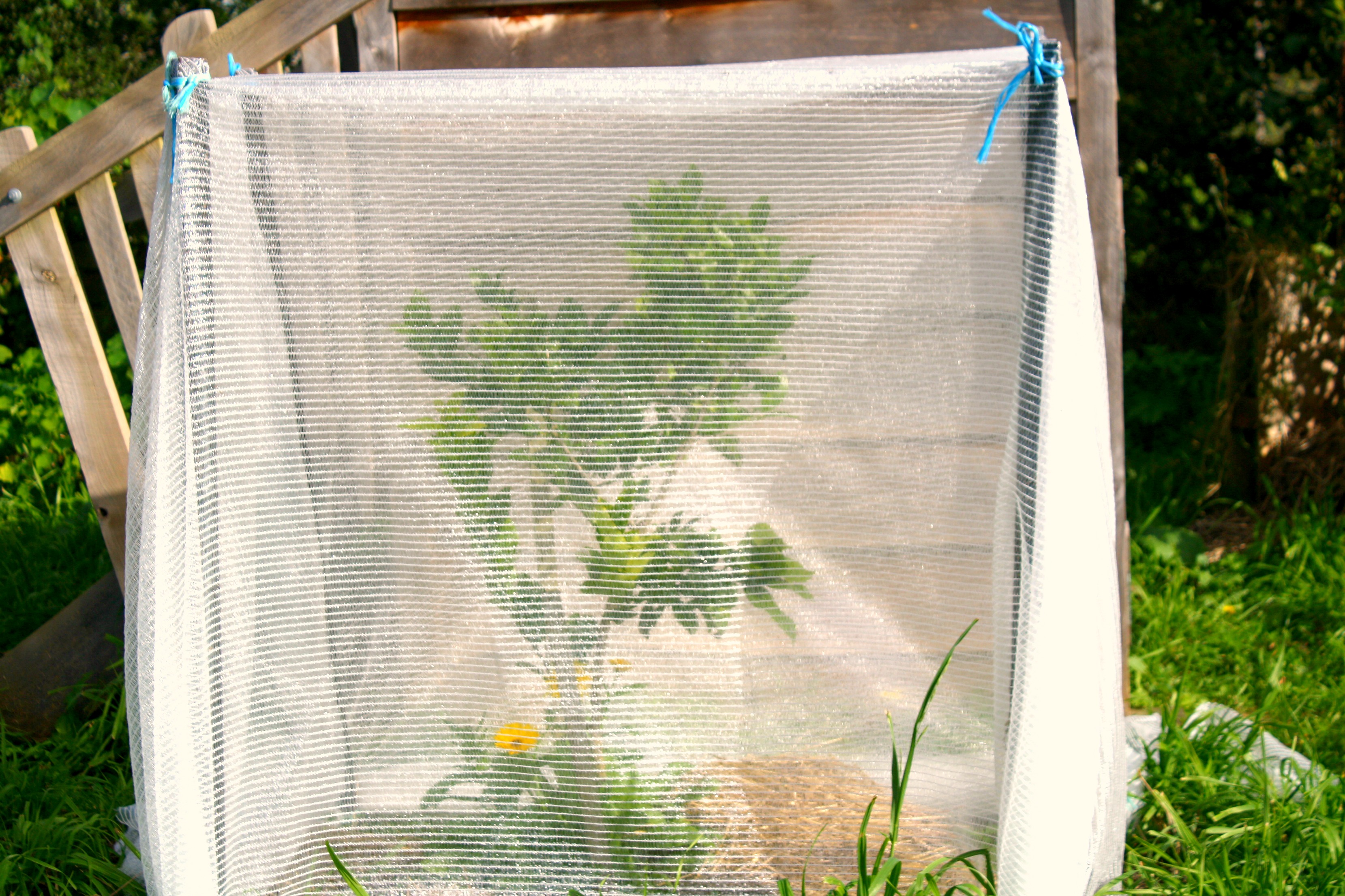 August Fruit Tree to-do List