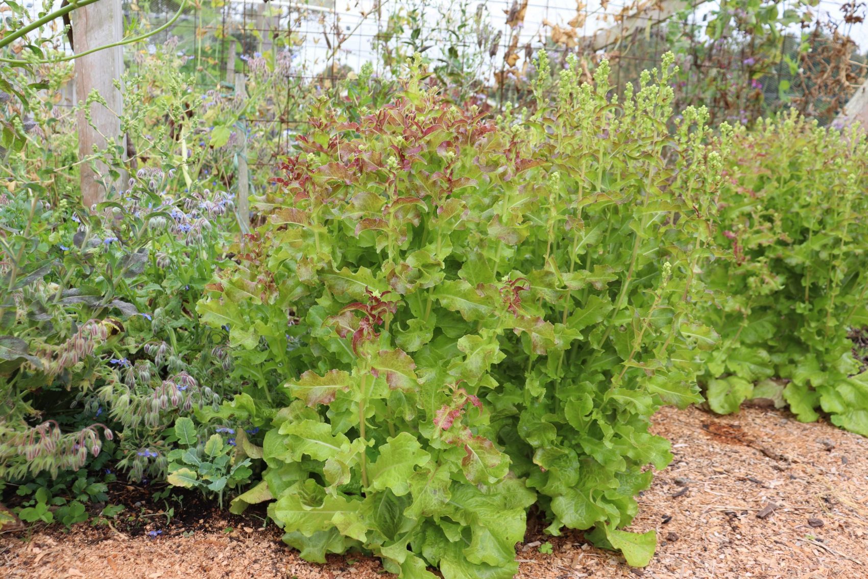 lettuces heading off to seed