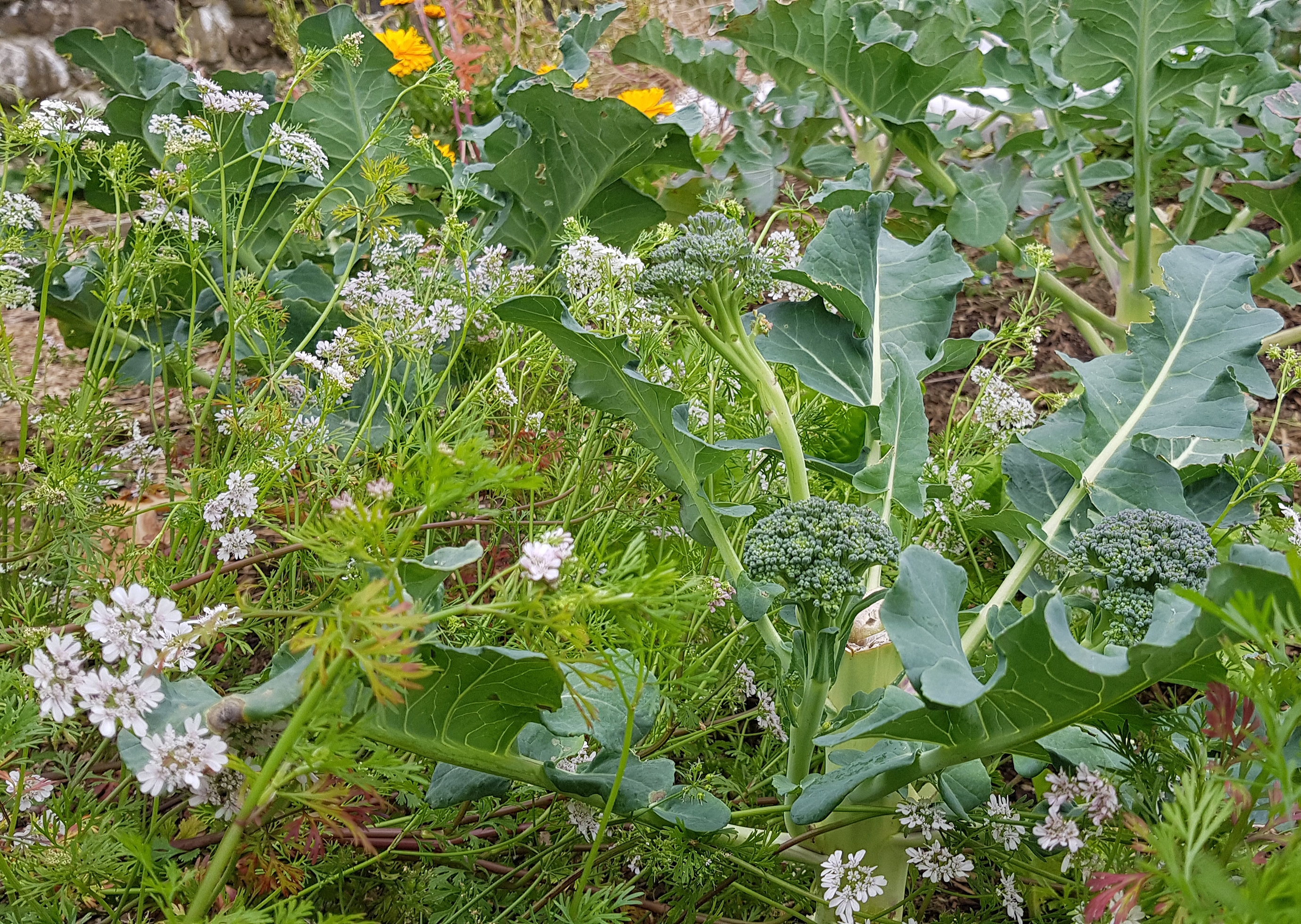The Healthy Soil Project #4: Chop and Drop