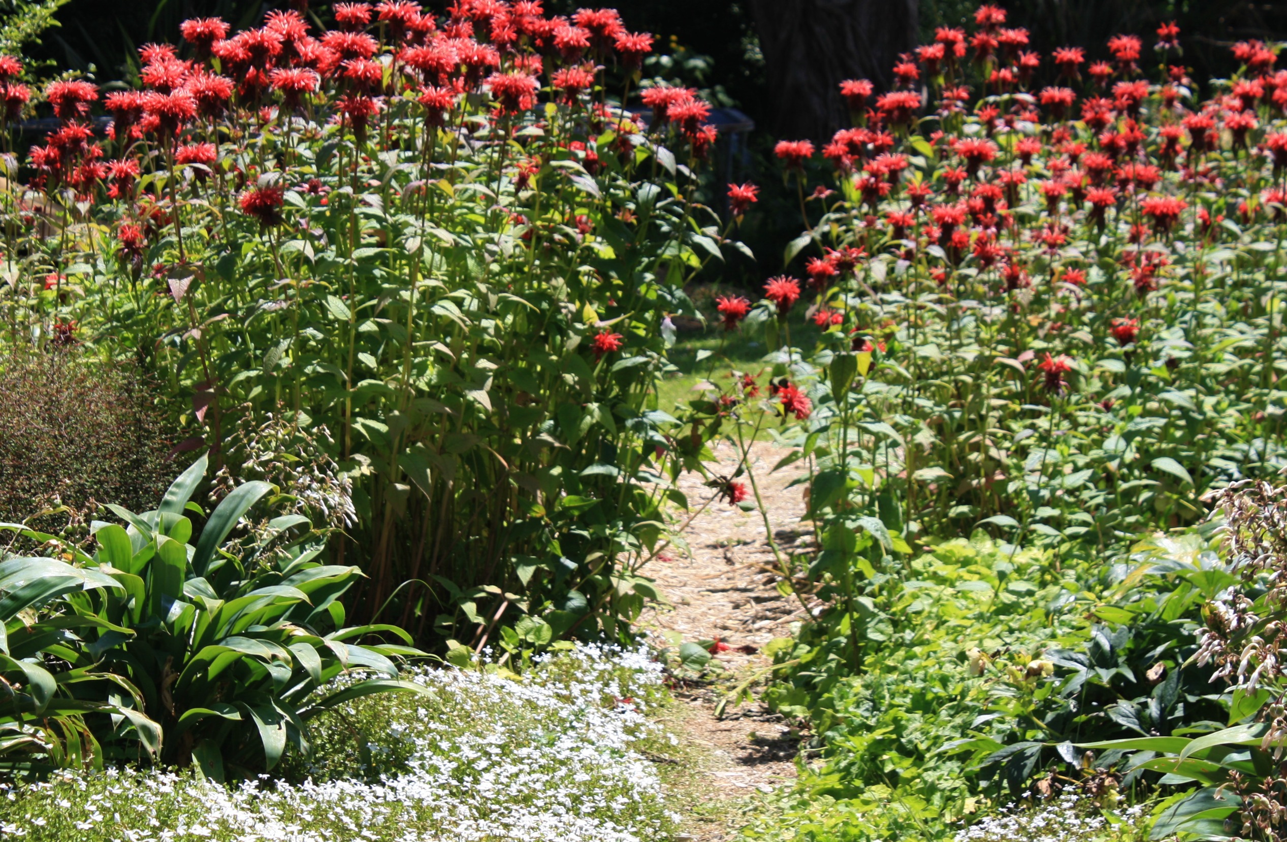 living mulch