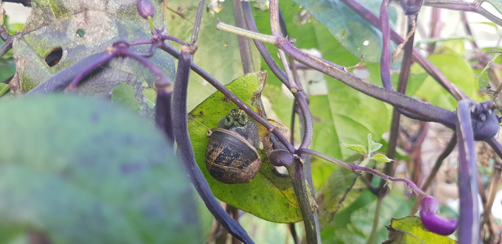 September In The Vegie Patch + Greenhouse