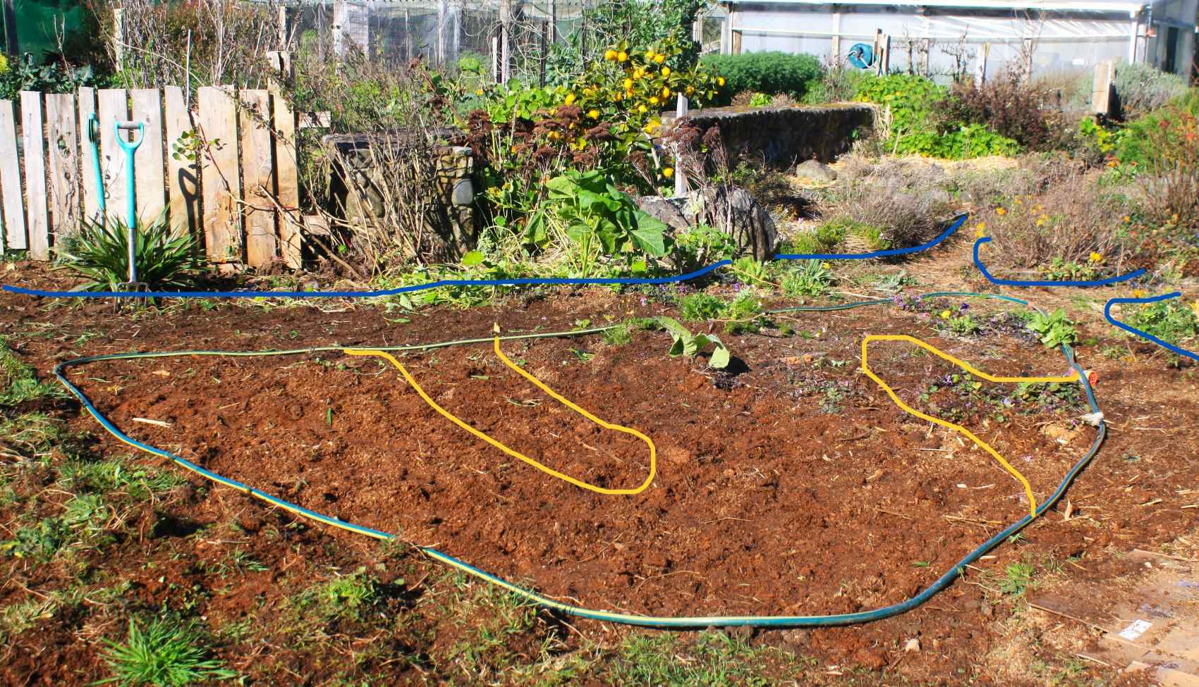 a hose marks out the new bed