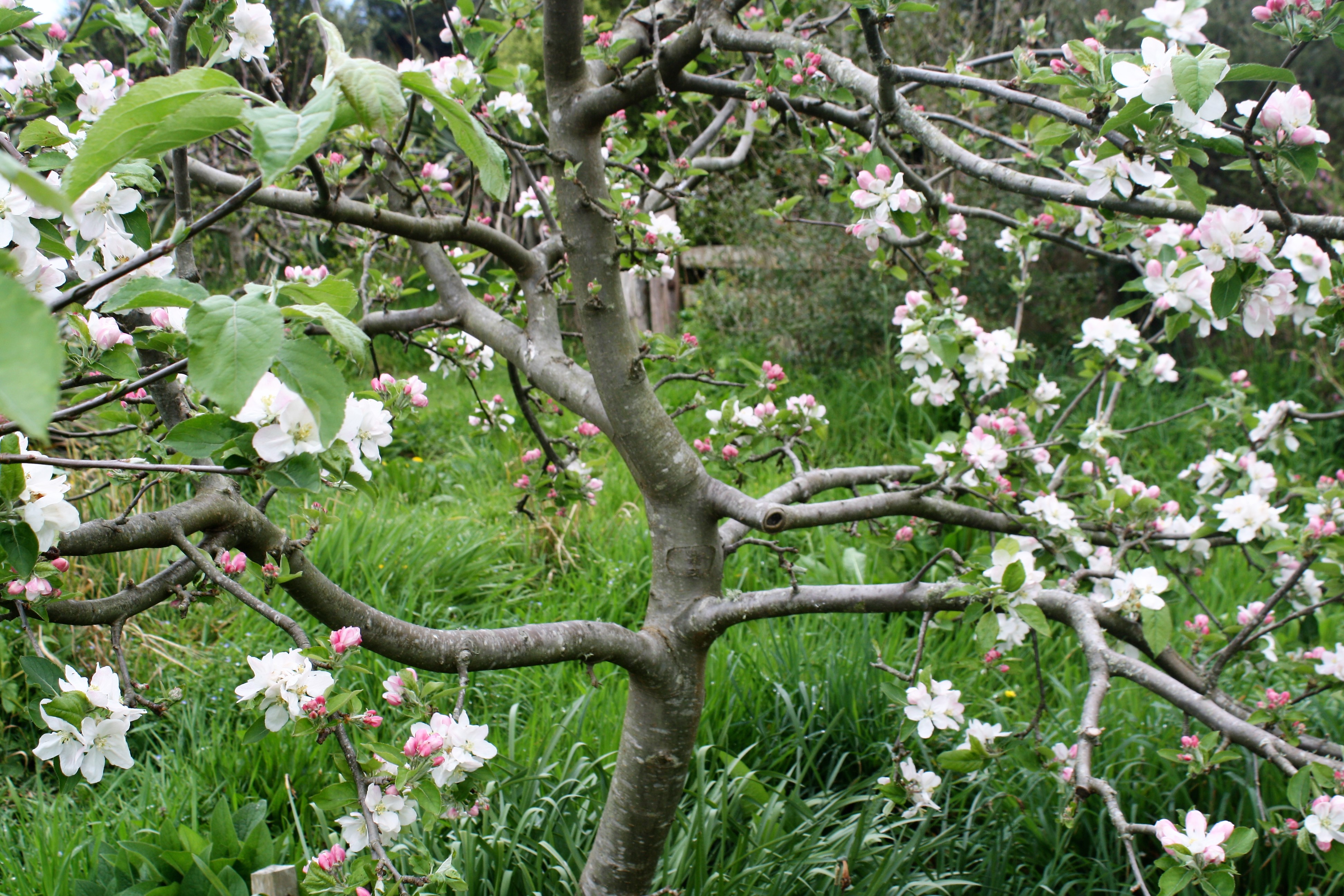 September Fruit Tree To-do List