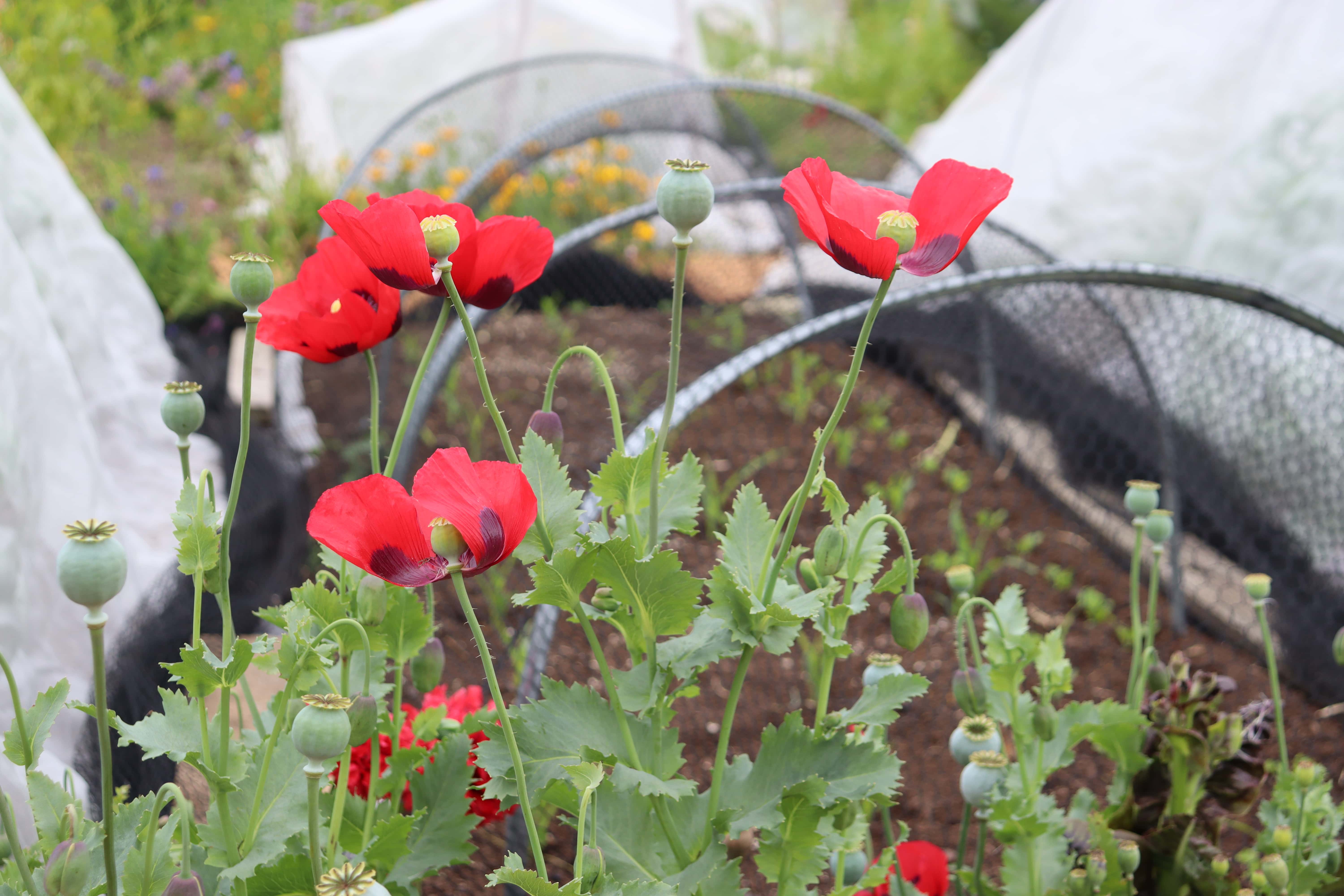 August in the Vegie Patch + Greenhouse