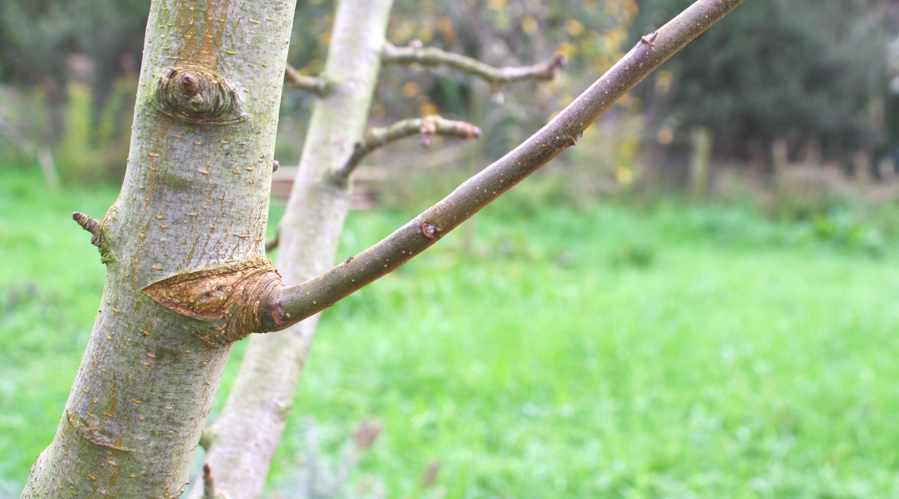 August Fruit Tree to-do List