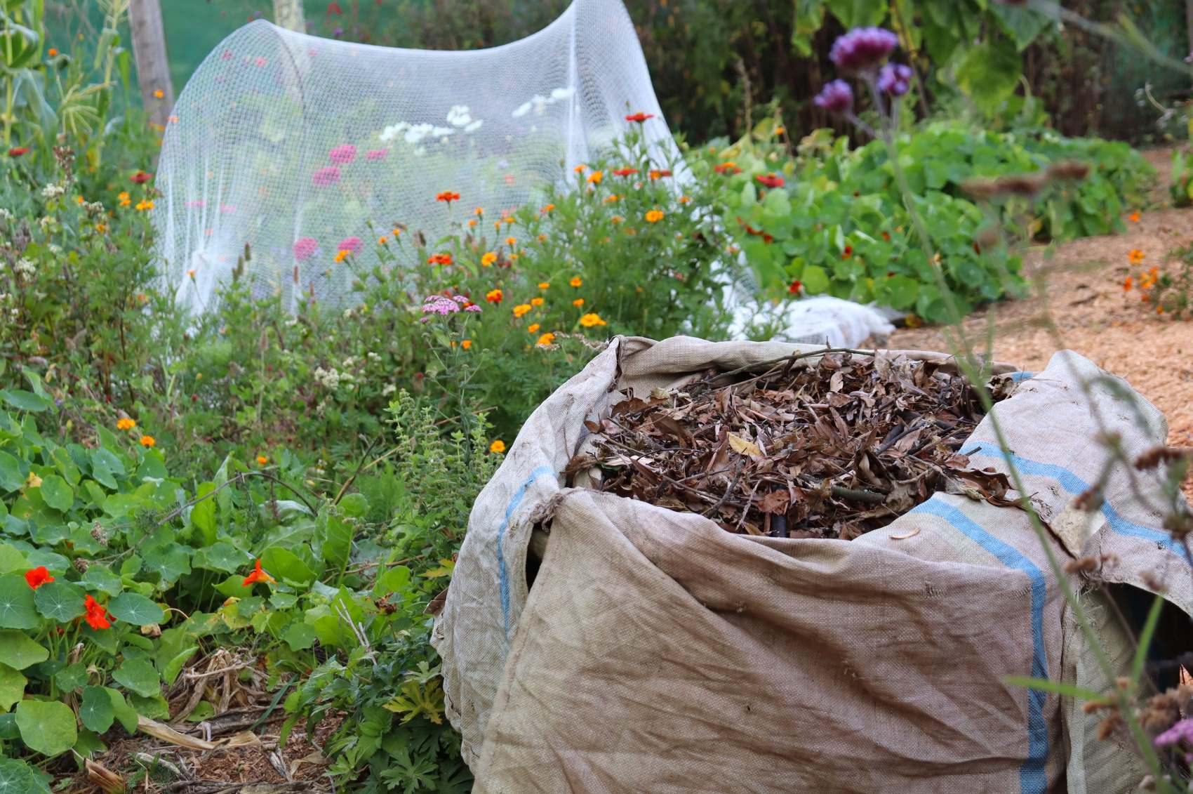 leaves collected in a fadge