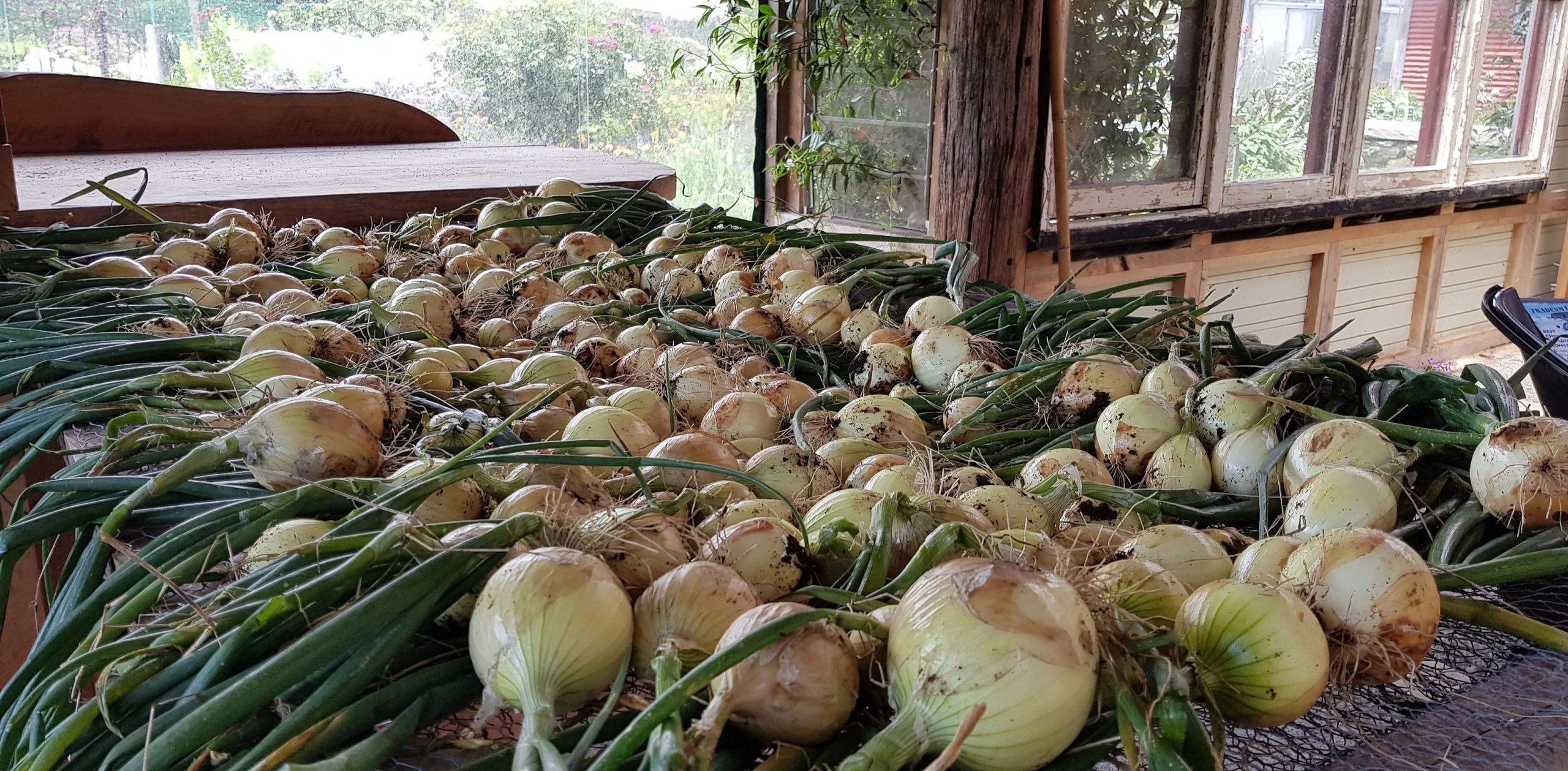 Onion harvest curing on wire racks