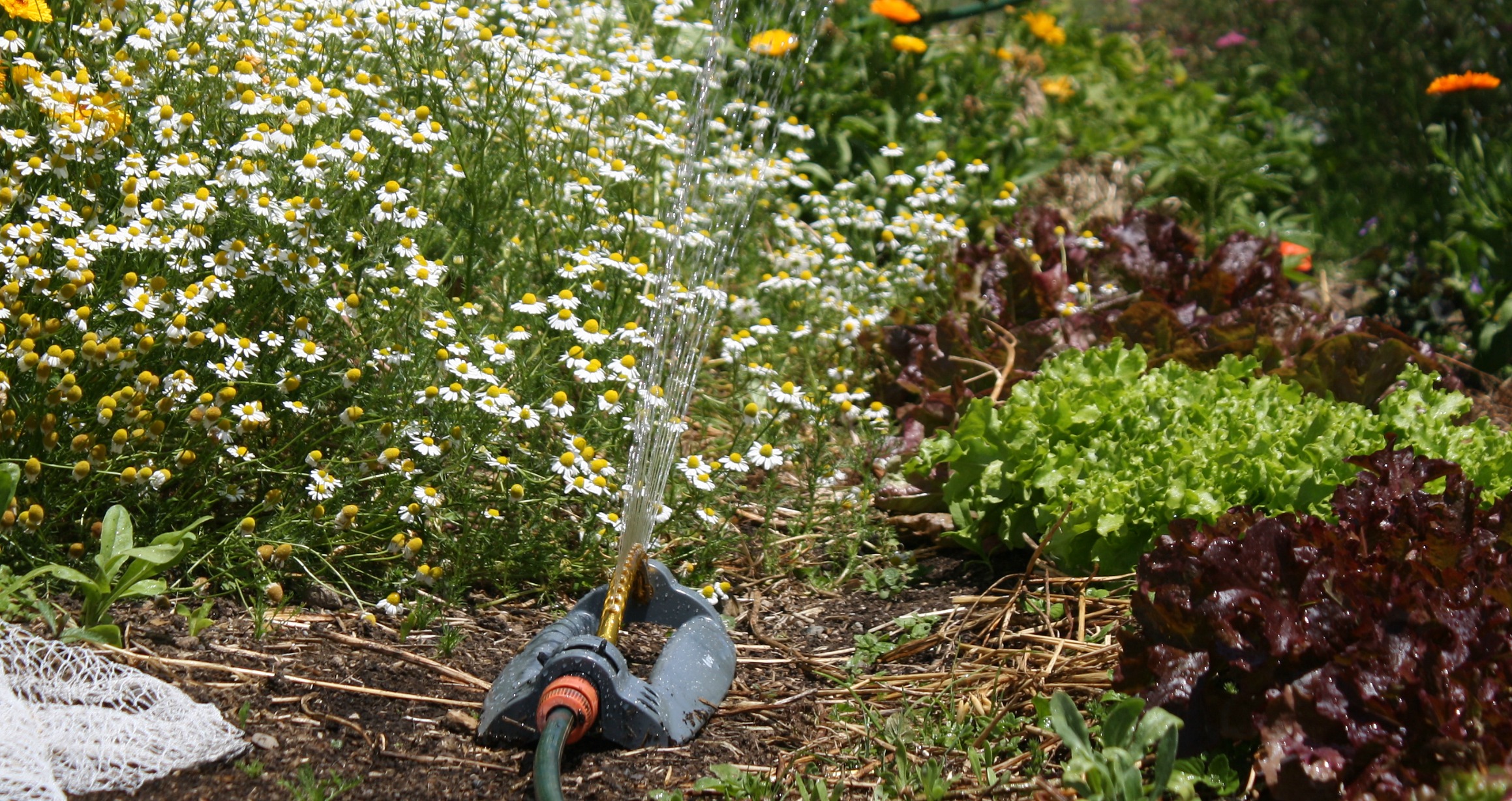 oscillating sprinkler