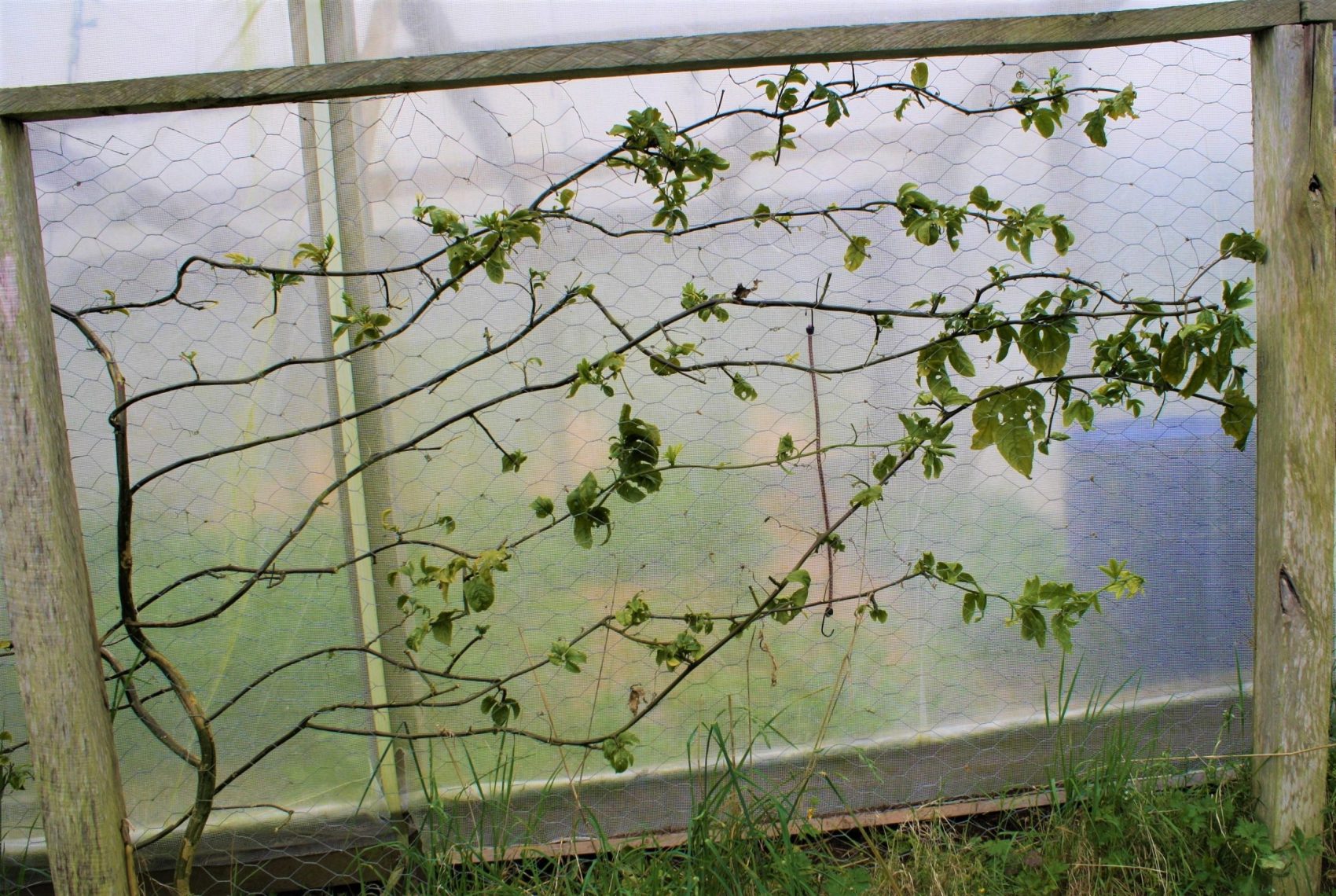passionfruit after a massive rescue, ready to sprout away again!