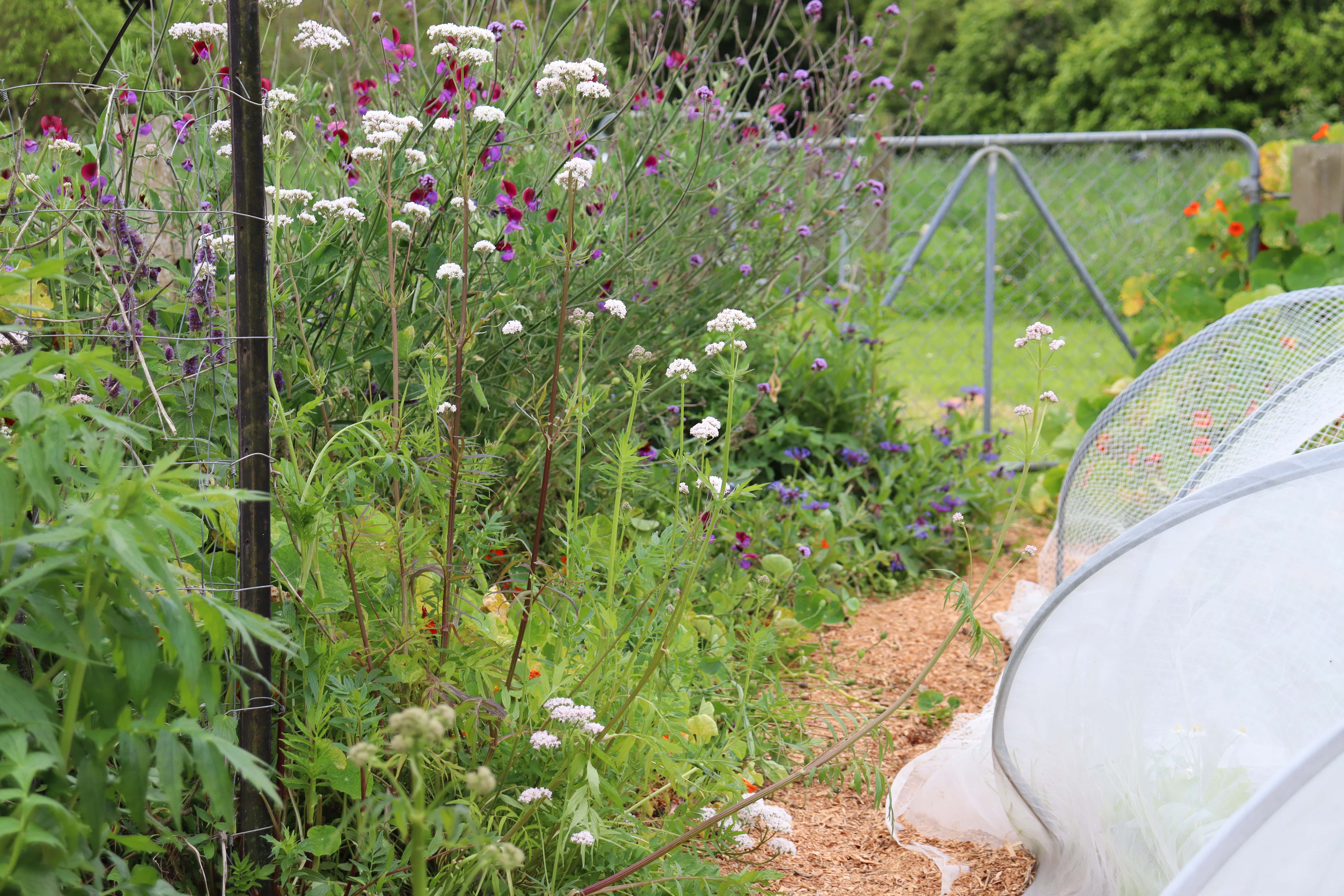 valerian, verben bonaresis and perennial cornflowers border the veggie patch