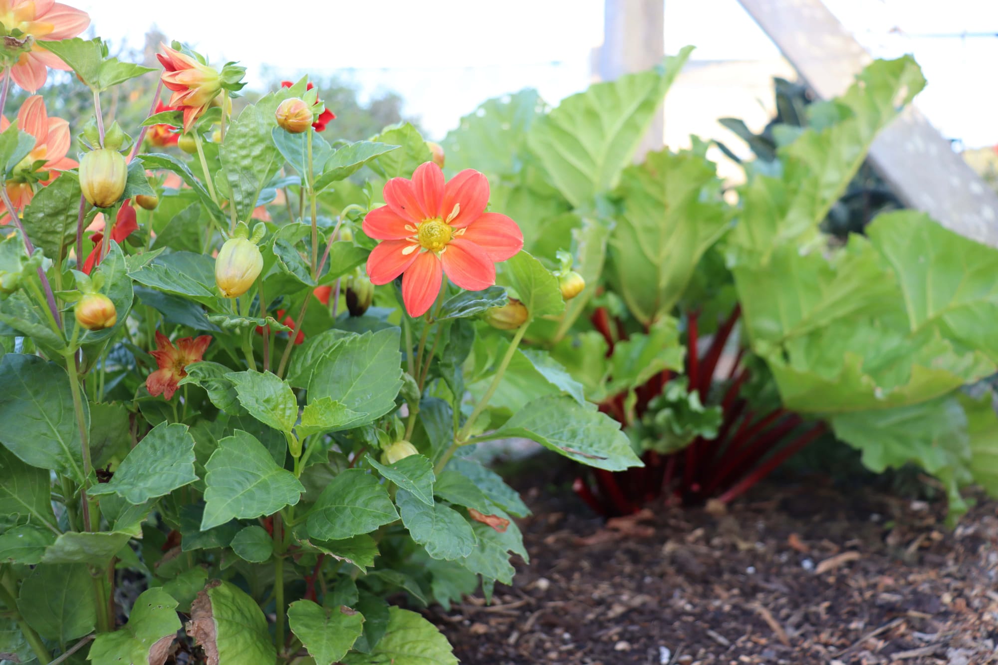 September In The Vegie Patch + Greenhouse