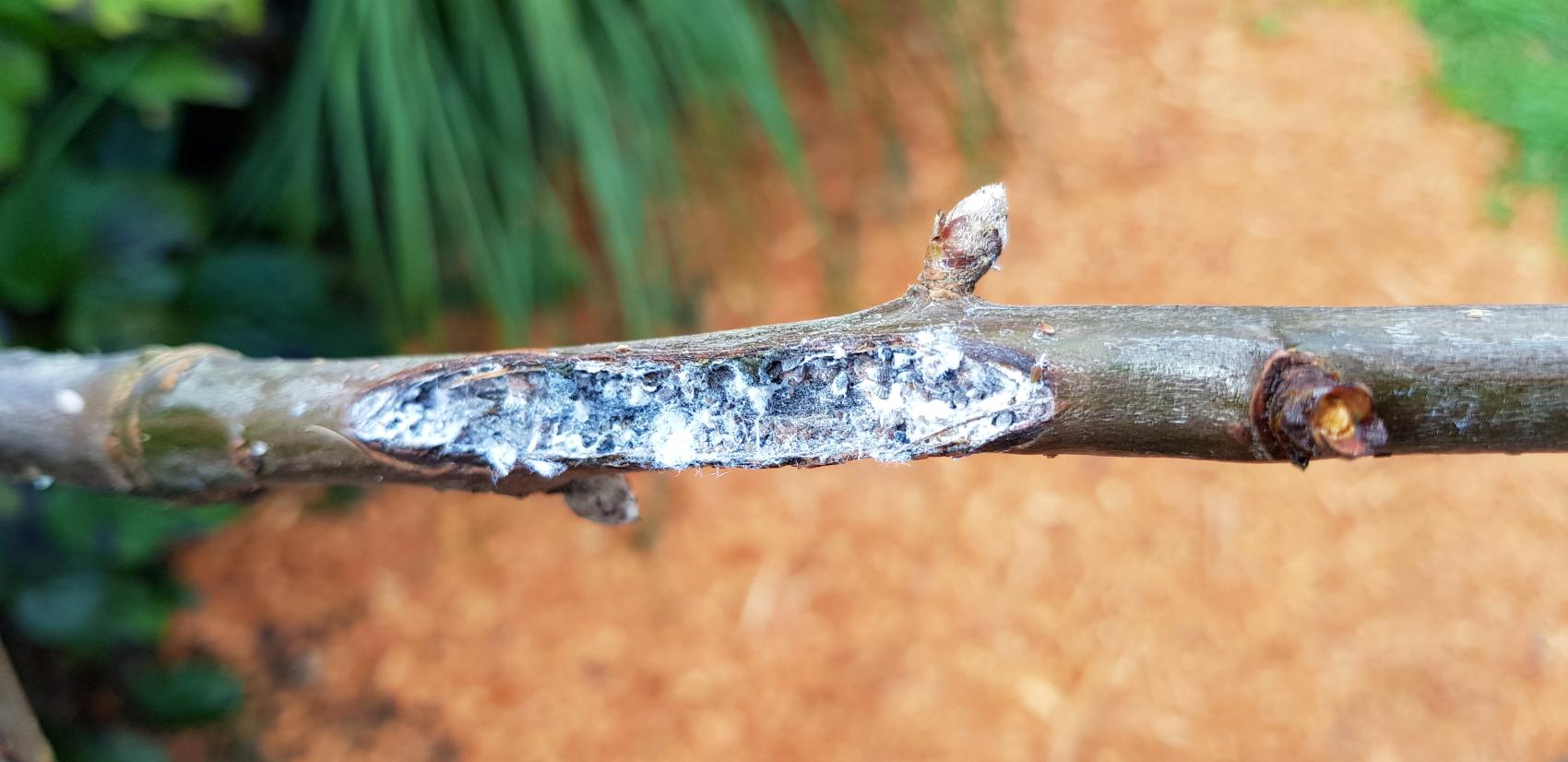 July's Fruit Tree To-Do List