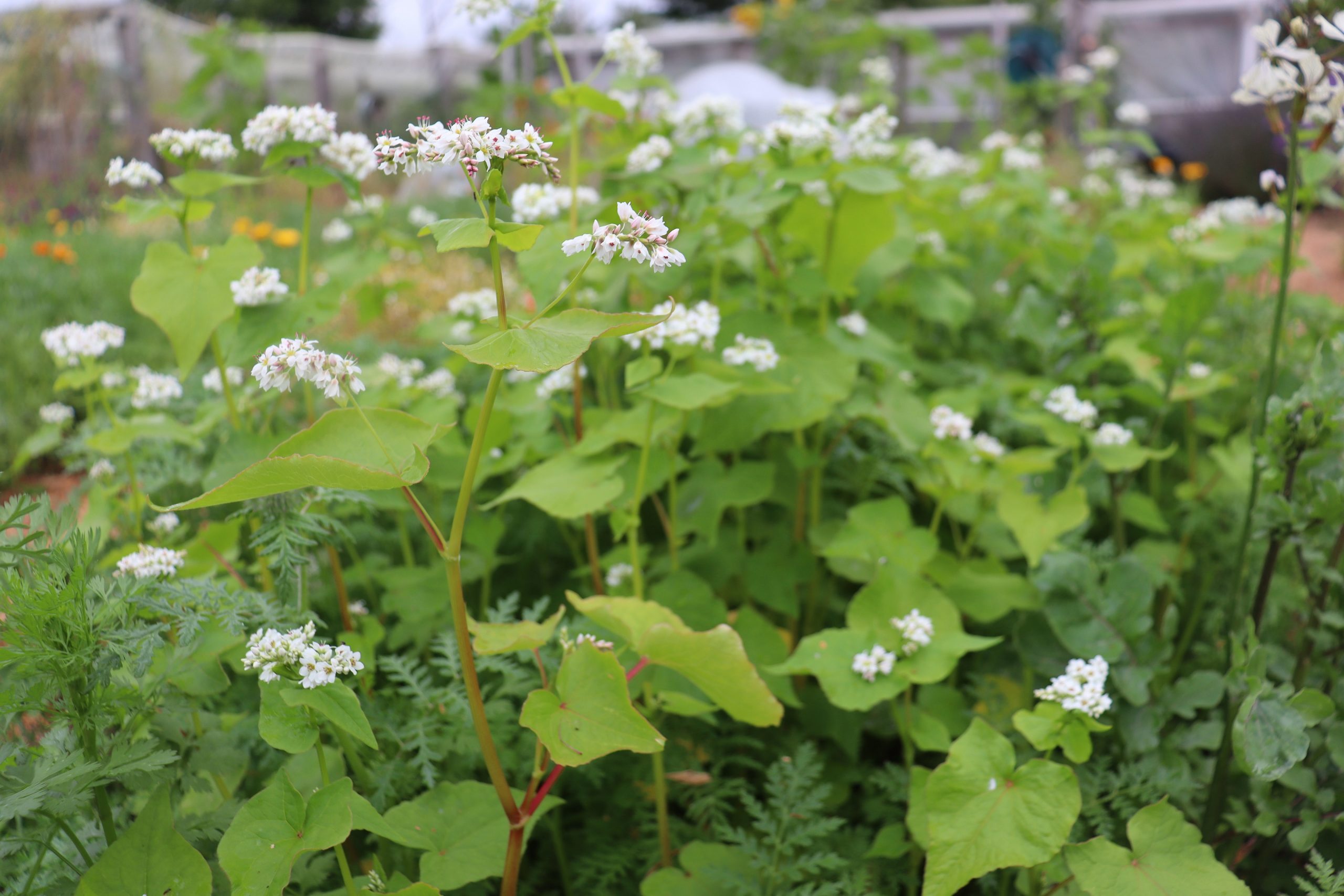 Phacelia and buckwheat - the prettiest of all greencrops