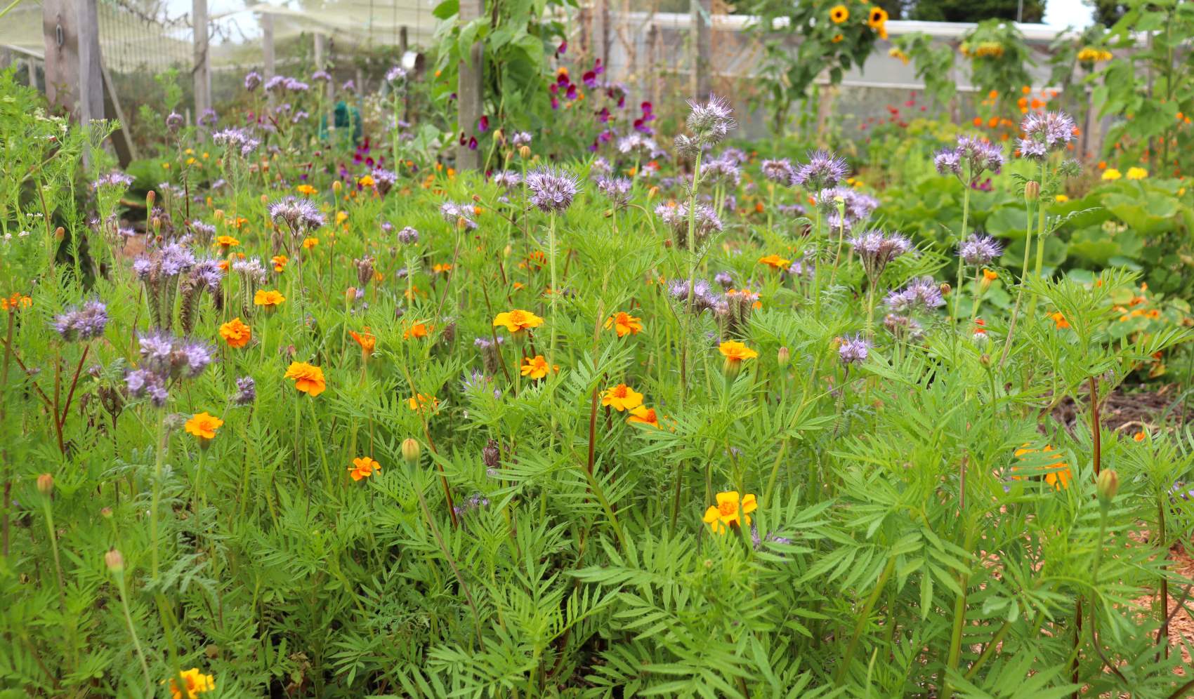 phacelia and marigold greencrop