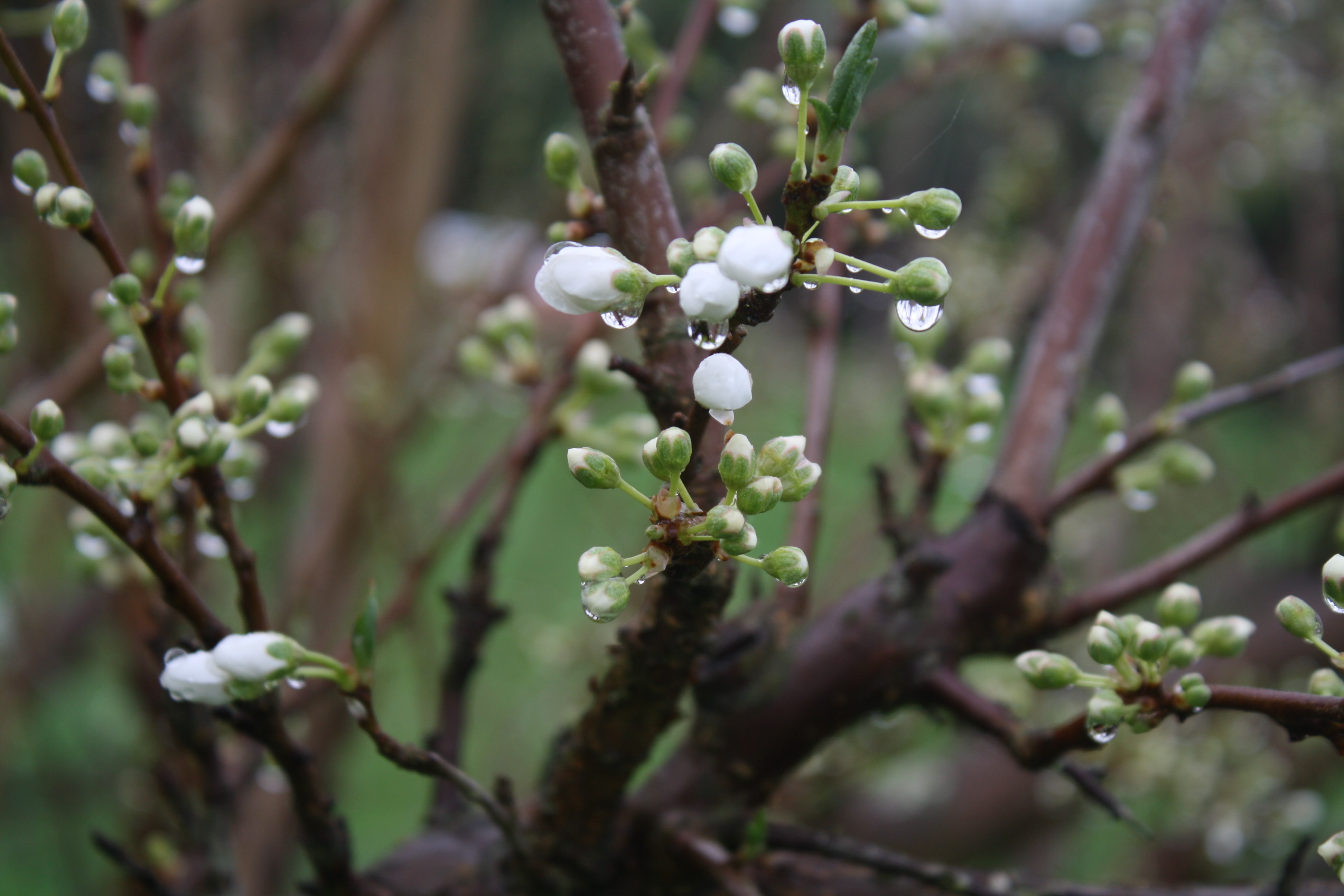 August Fruit Tree to-do List